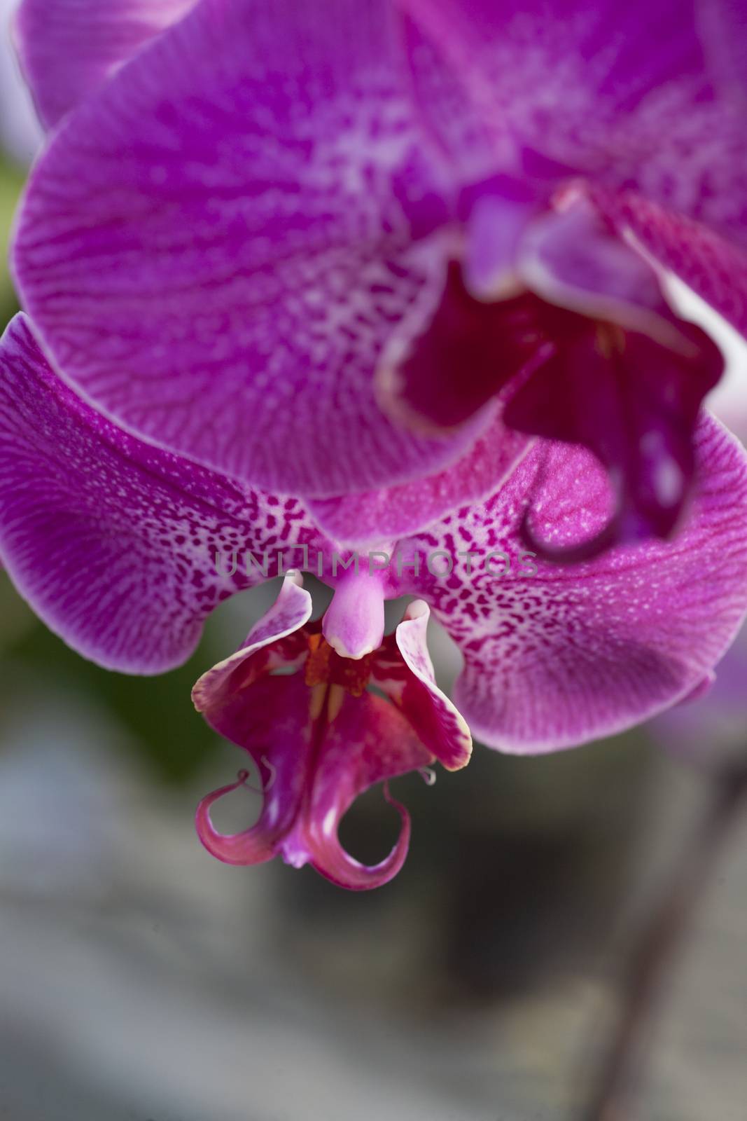 Beautiful macro detail of pink orchid flower