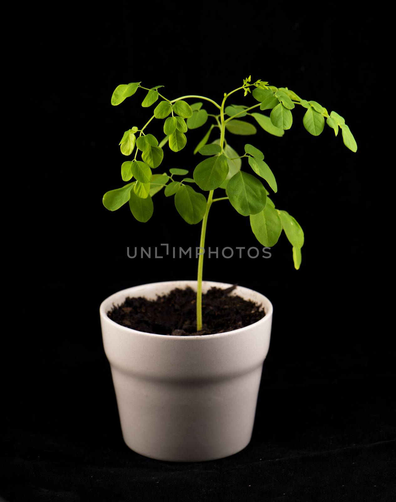 Moringa olifeira plant isolated by rgbspace