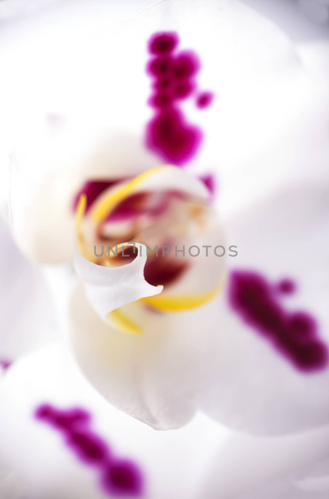 White orchid macro detail by rgbspace