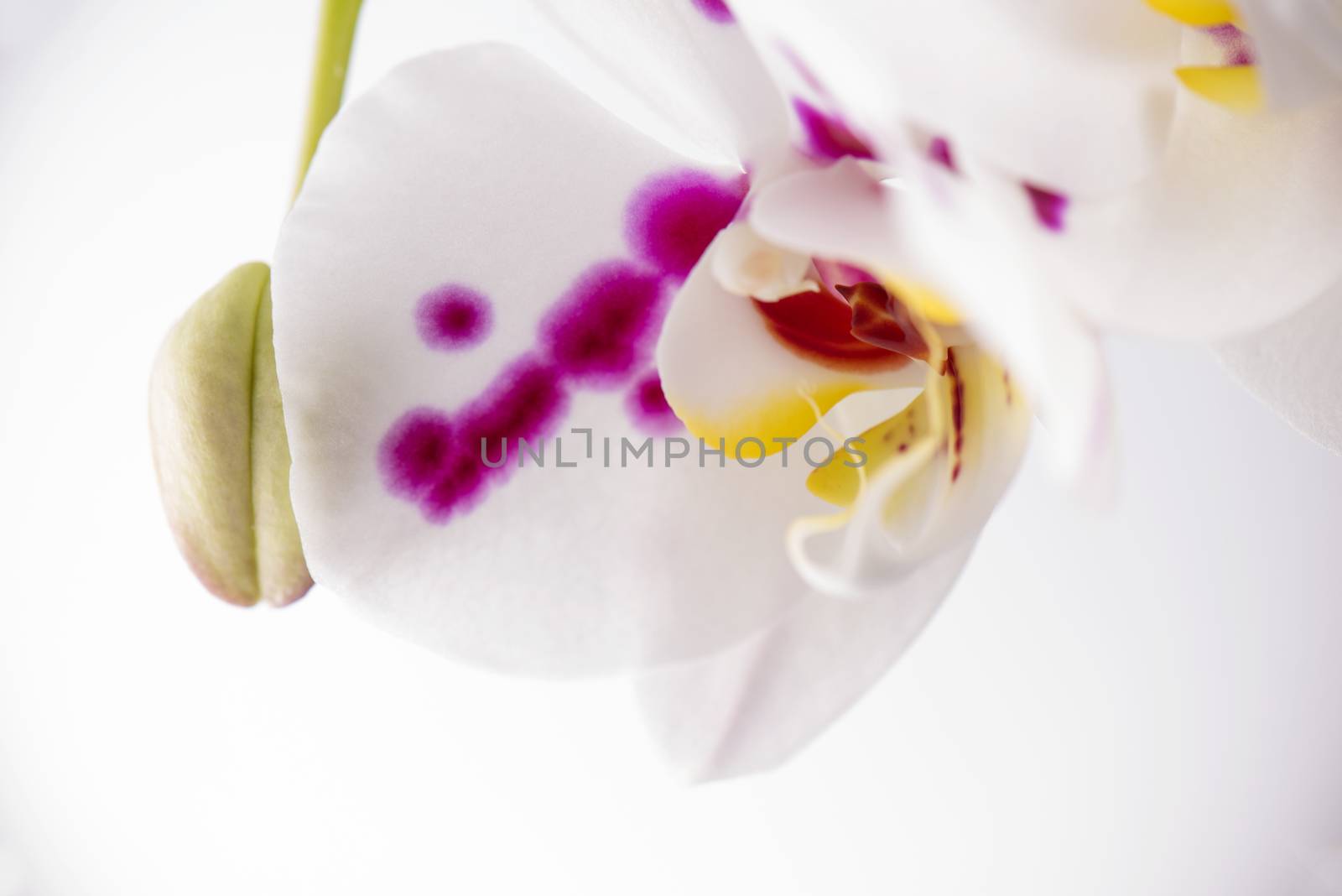 Beautiful abstract background of white and pink orchid flower macro detail