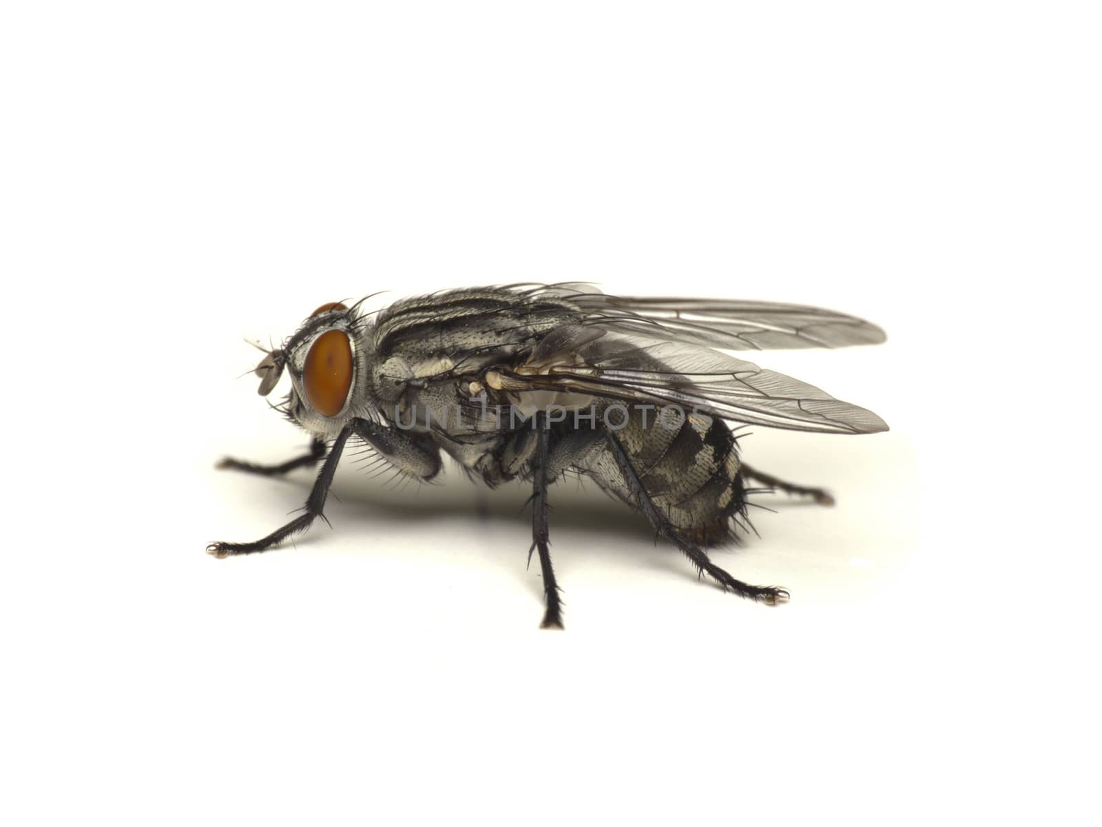 Fly (Sarcophaga carnaria) isolated on a white background