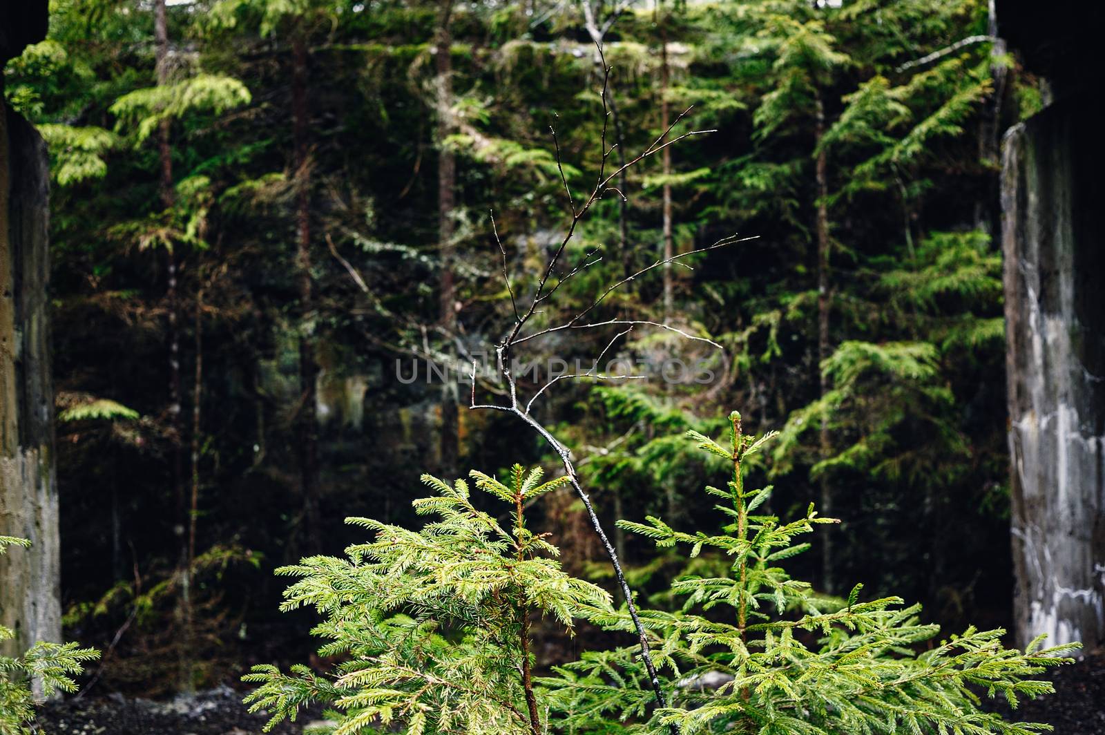 Spruce thicket in the coniferous forest