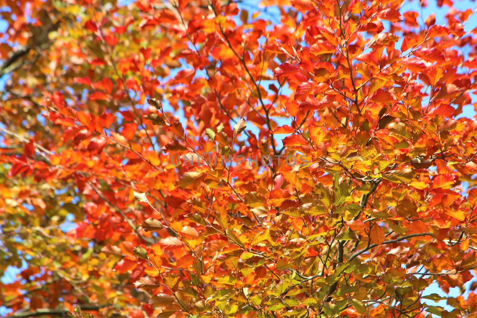A close-up image of colourful Beech leaves in the Autumn.