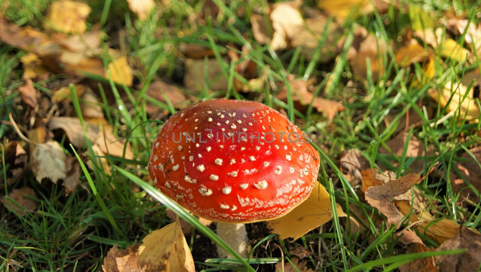 Fly Agaric Toadstool (Amanita muscaria). by paulst