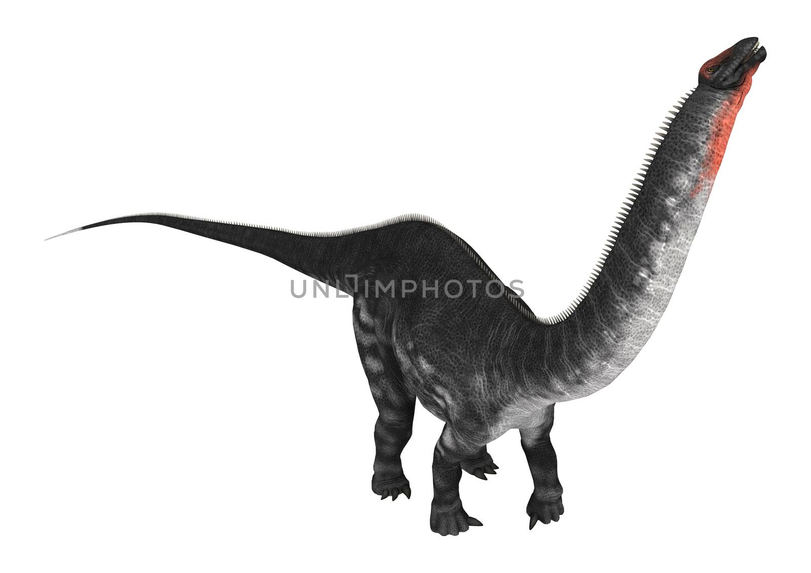 3D digital render of a dinosaur Apatosaurus isolated on white background
