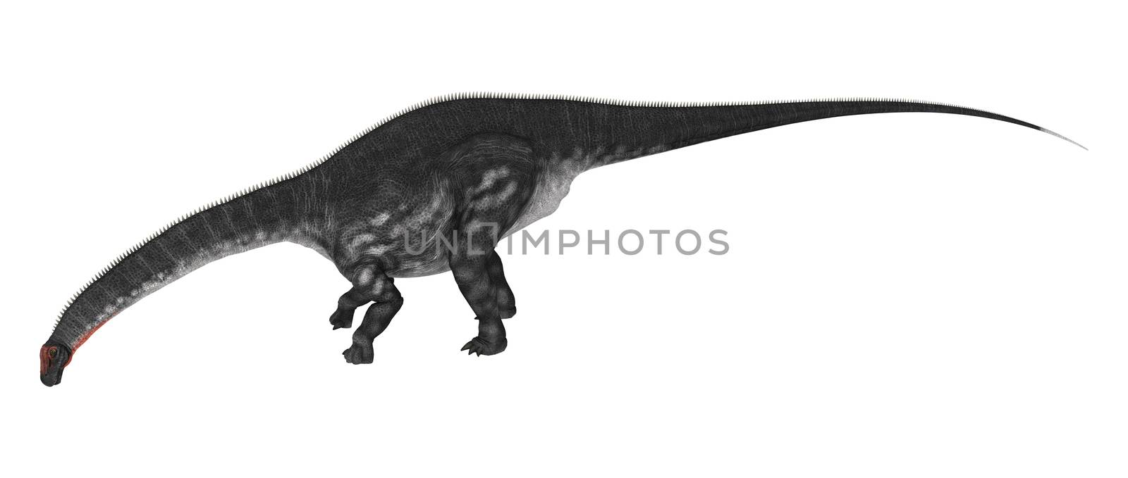 3D digital render of a dinosaur Apatosaurus isolated on white background