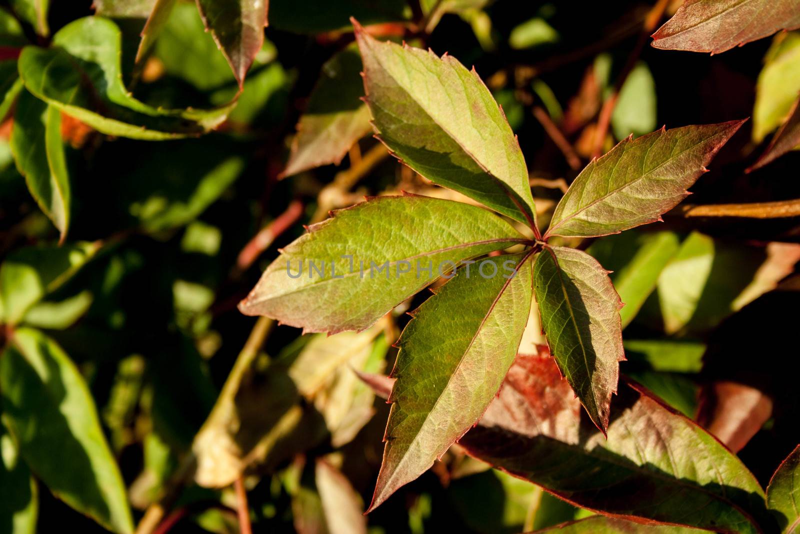 loach leaves on a Sunny day with natural background