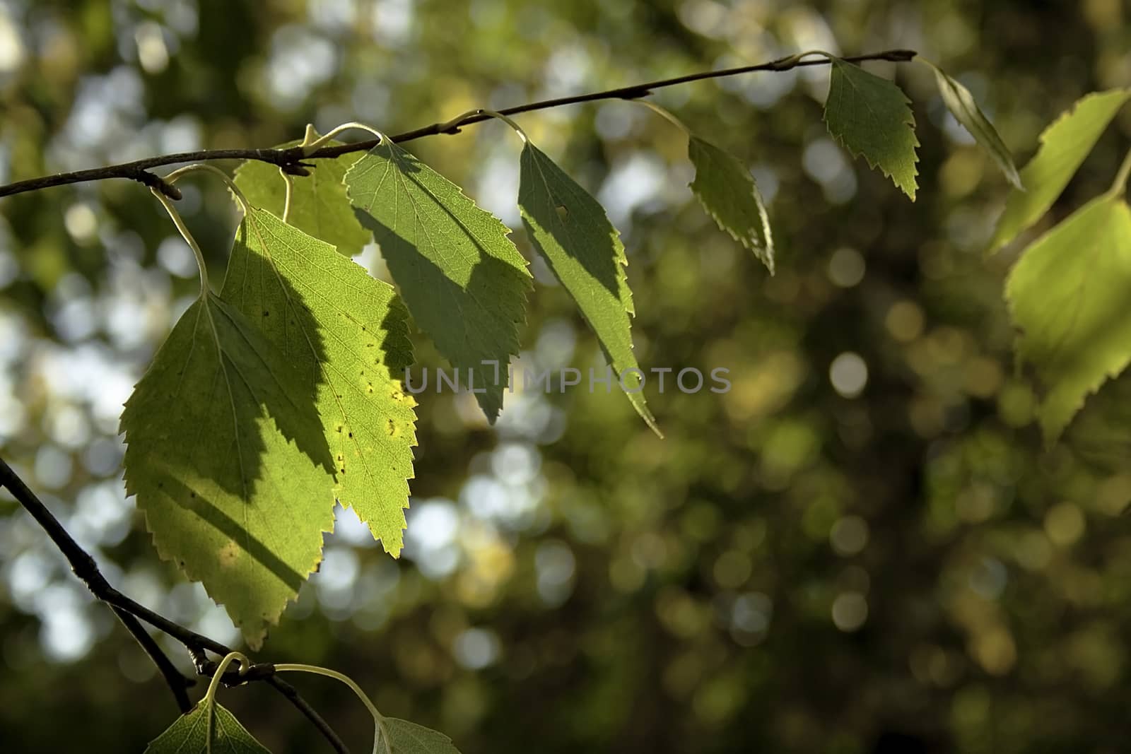 birch leaves on a natural background by alexx60
