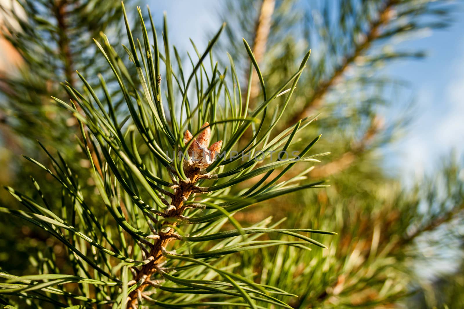 green pine branch on a natural background