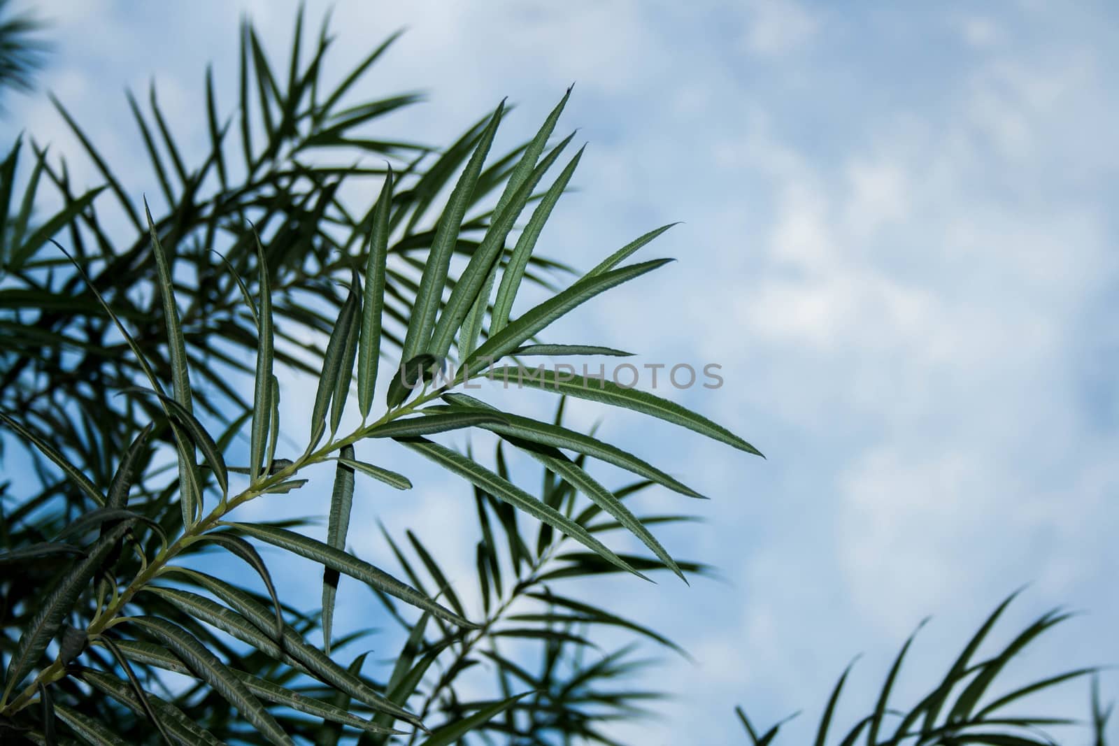 thin green leaves on the background of blue sky