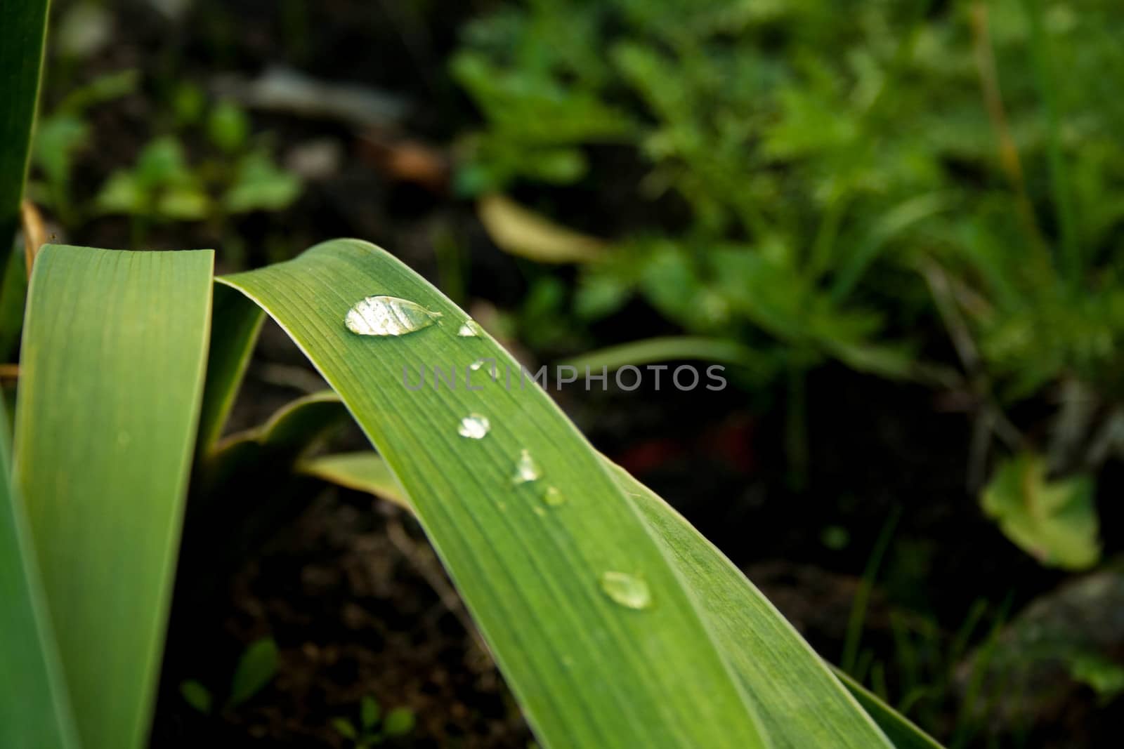 water drops on the green grass by alexx60