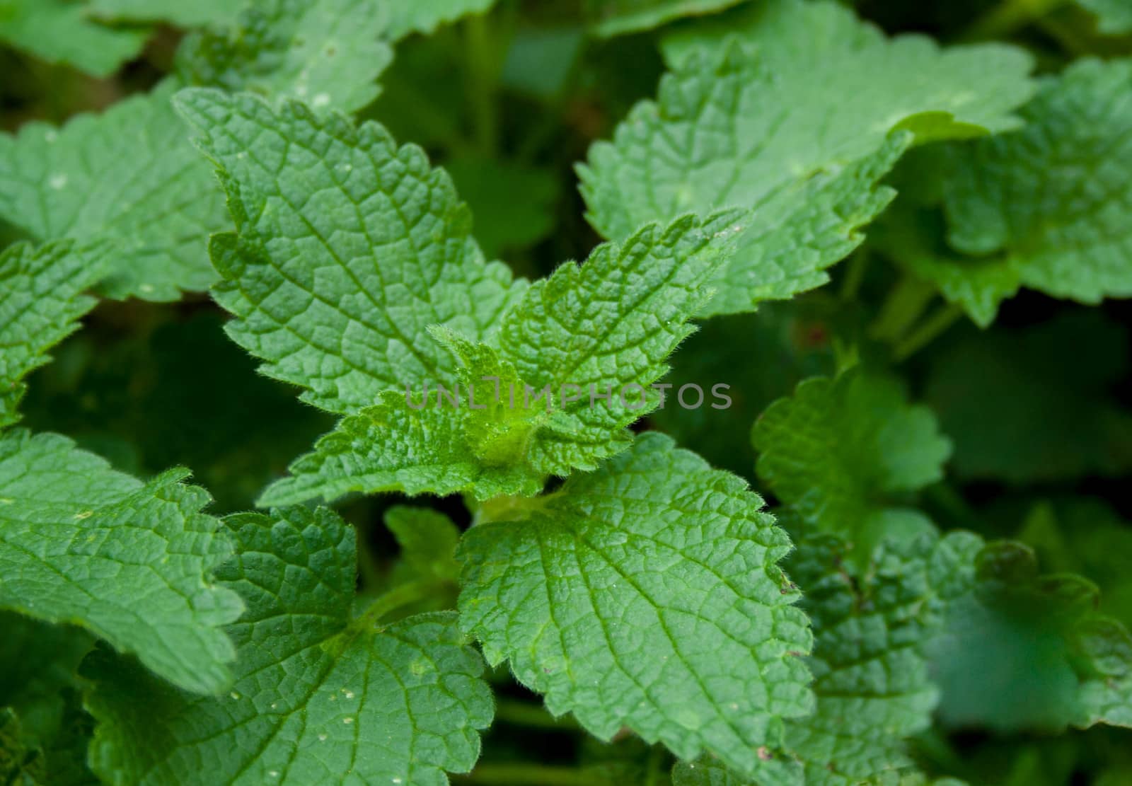 Green leaves of wild nettle on a natural background