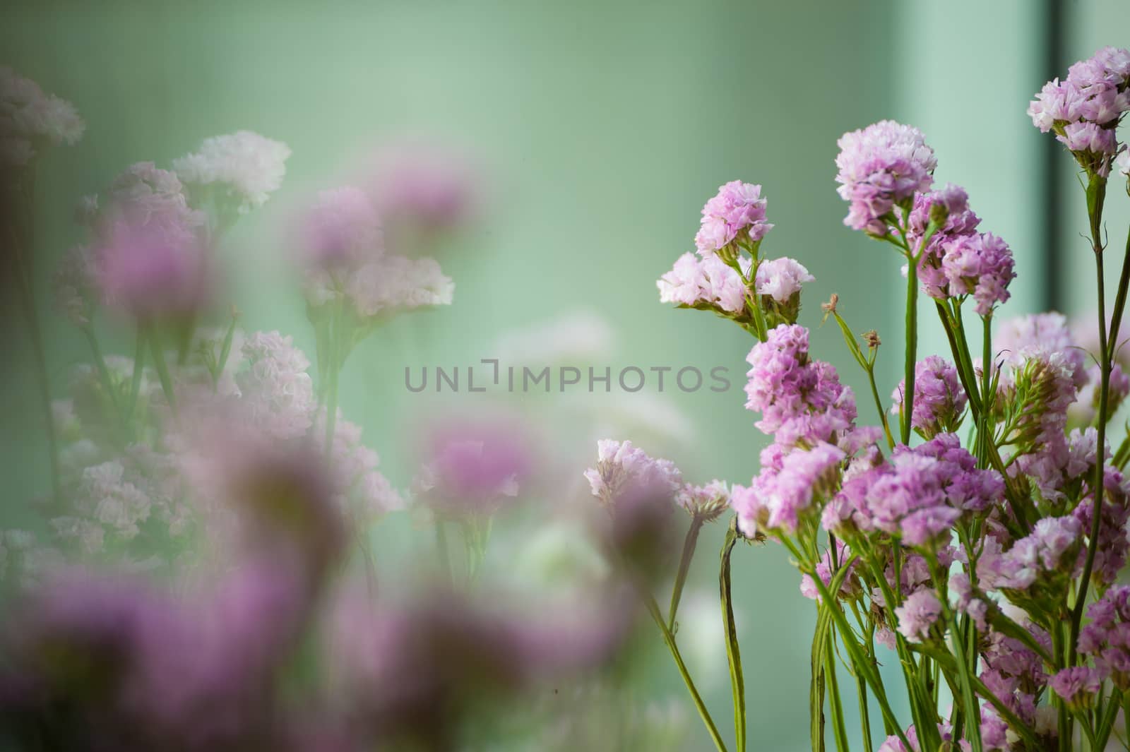 Purple Statice Flower - Limonium