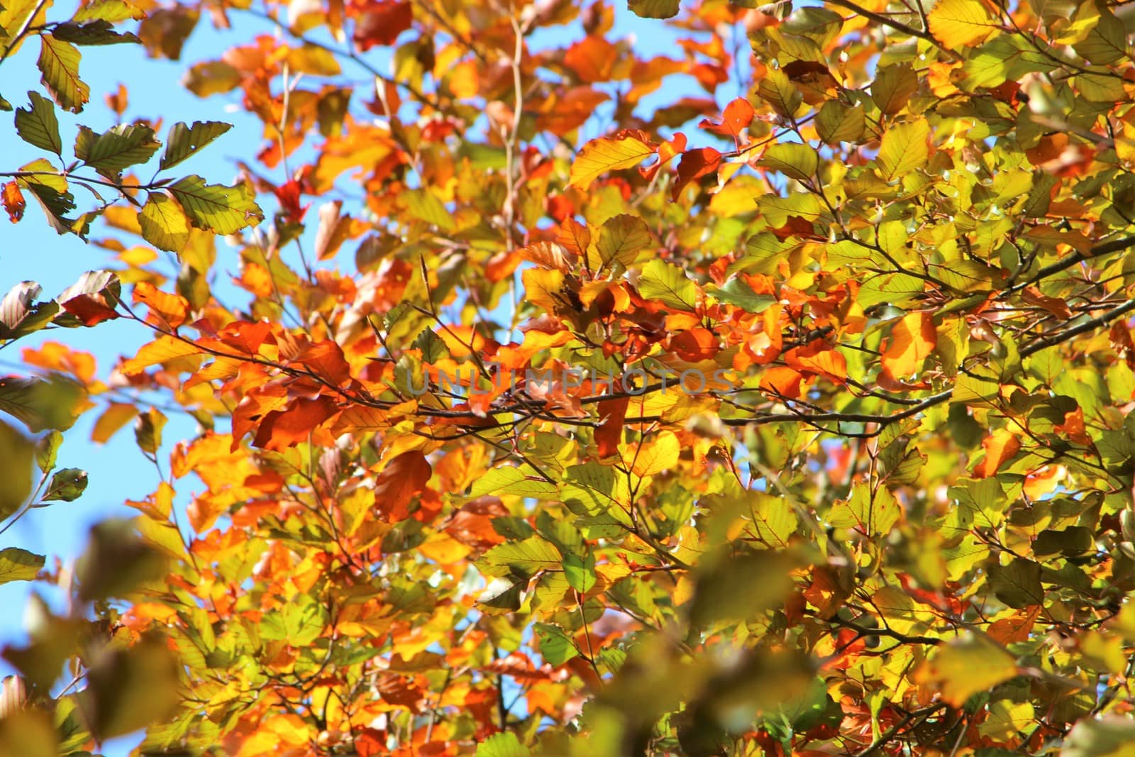 A close-up image of colourful Autumn leaves.