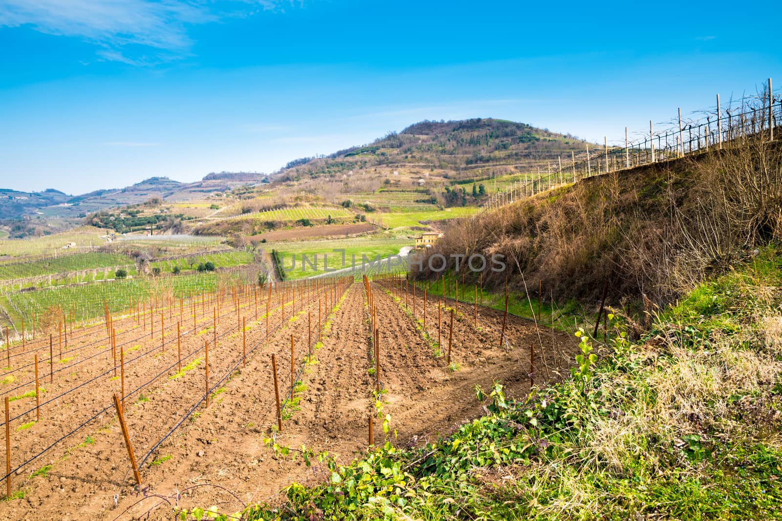 vineyards on the hills in spring, Soave, Italy