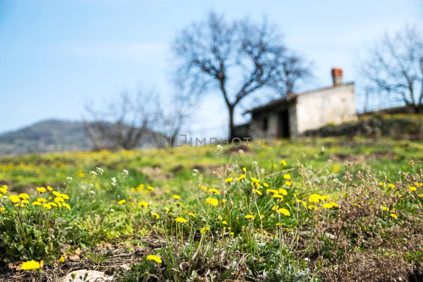 Spring blooms in the Tuscan countryside, Italy