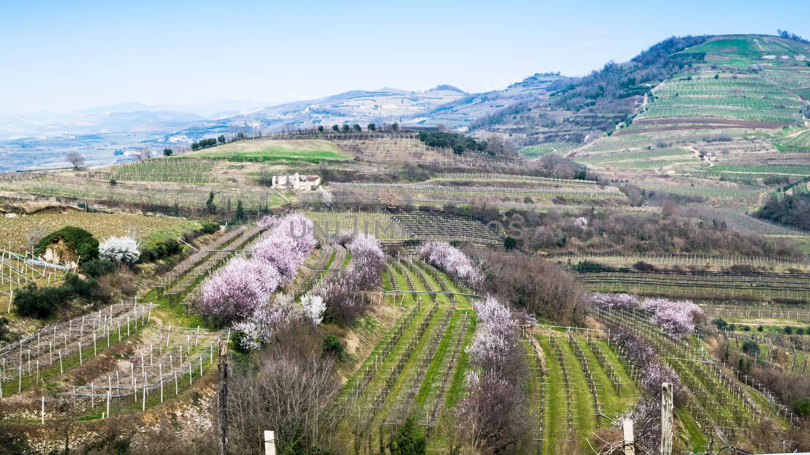 vineyards on the hills in spring, Italy by Isaac74