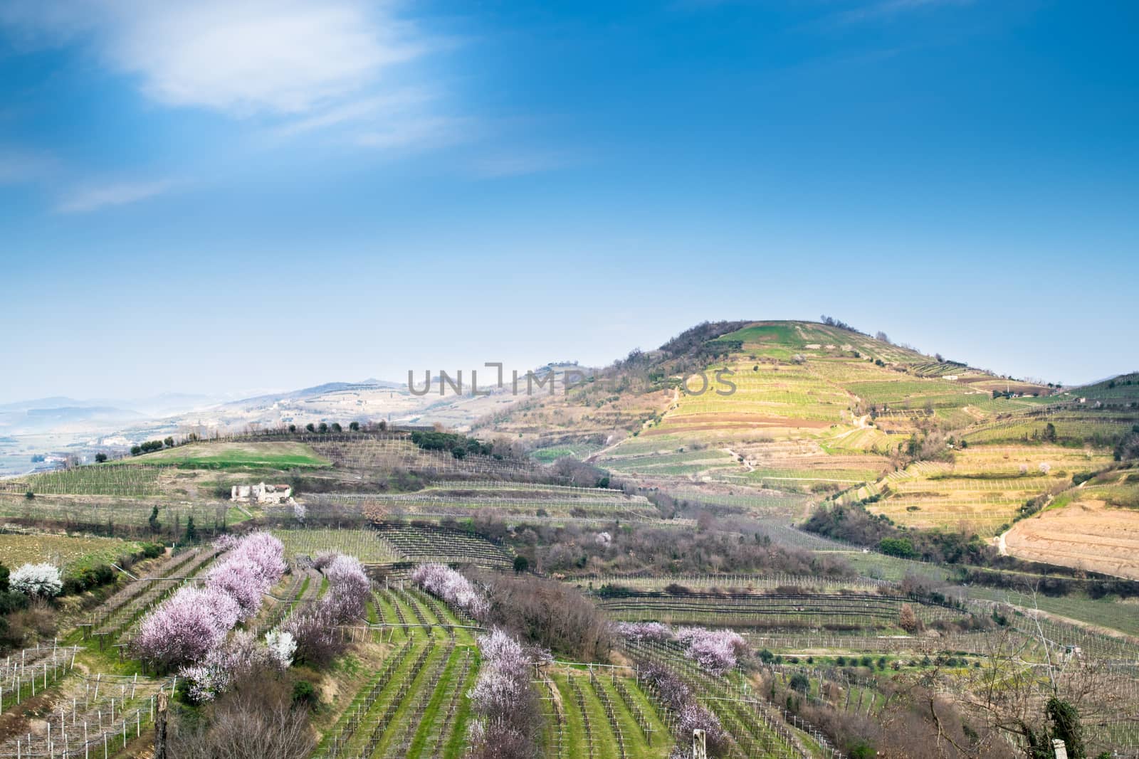 vineyards on the hills in spring, Soave, Italy