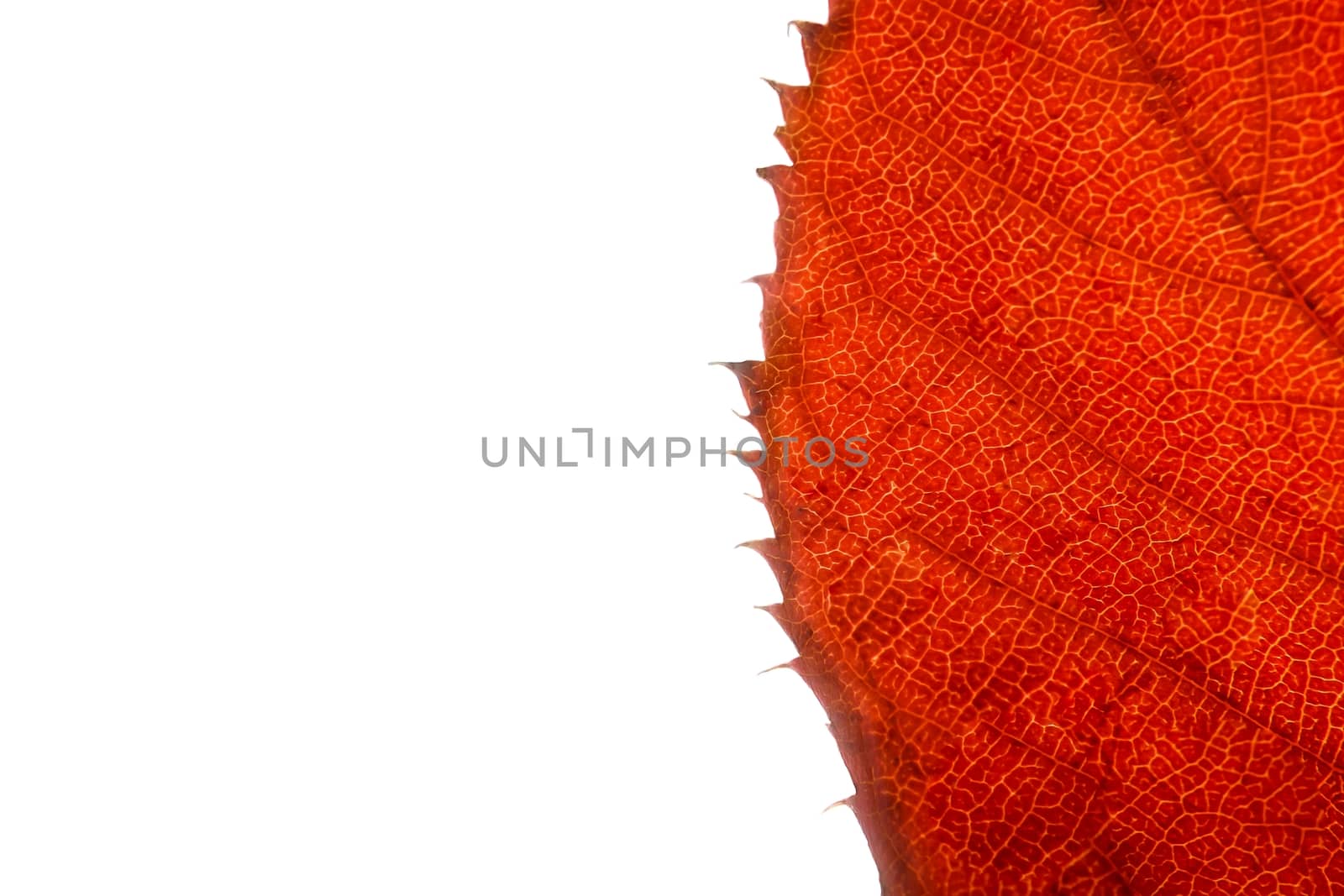 red leaf on white background with space for text