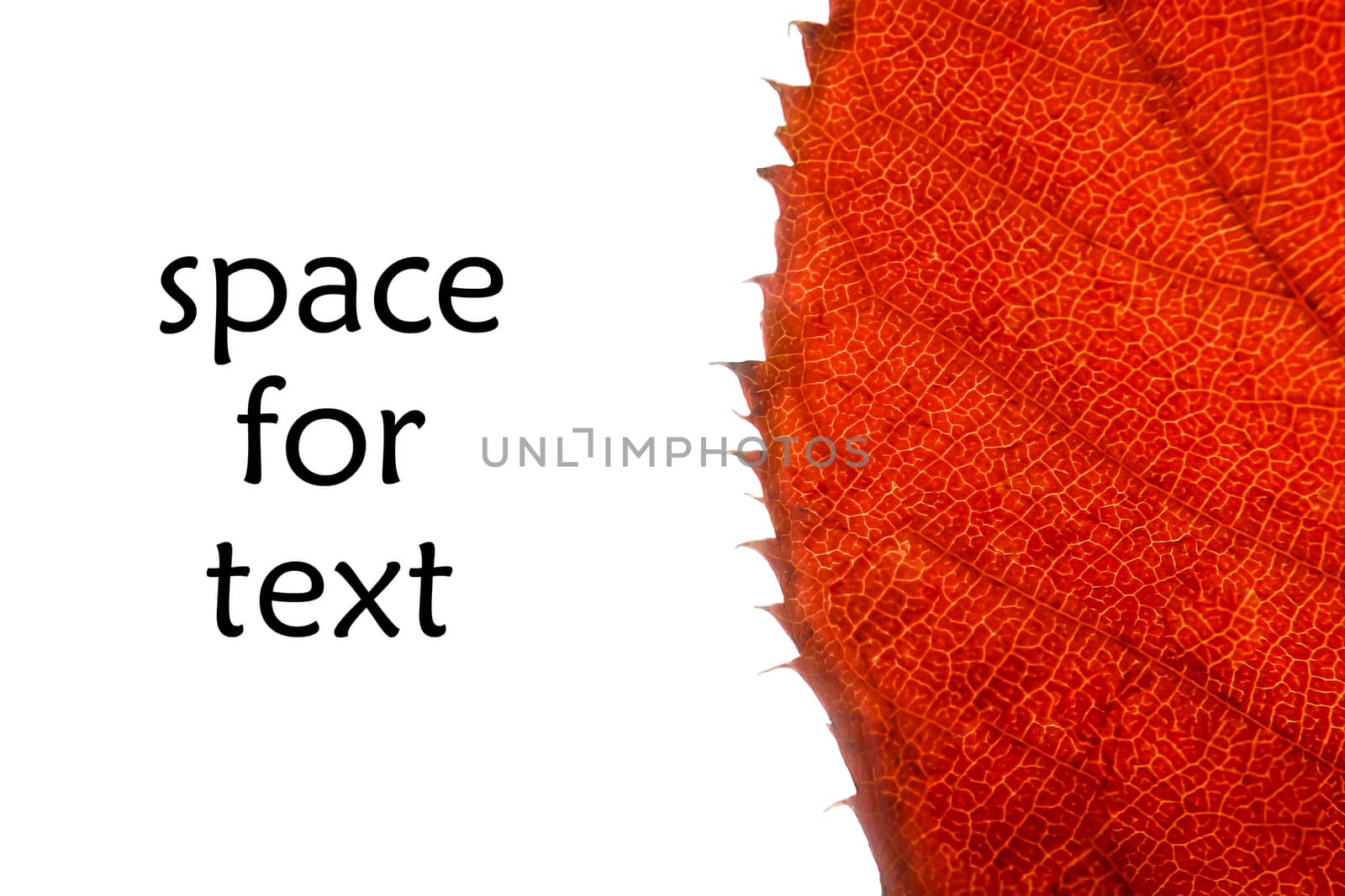 red leaf on white background with space for text