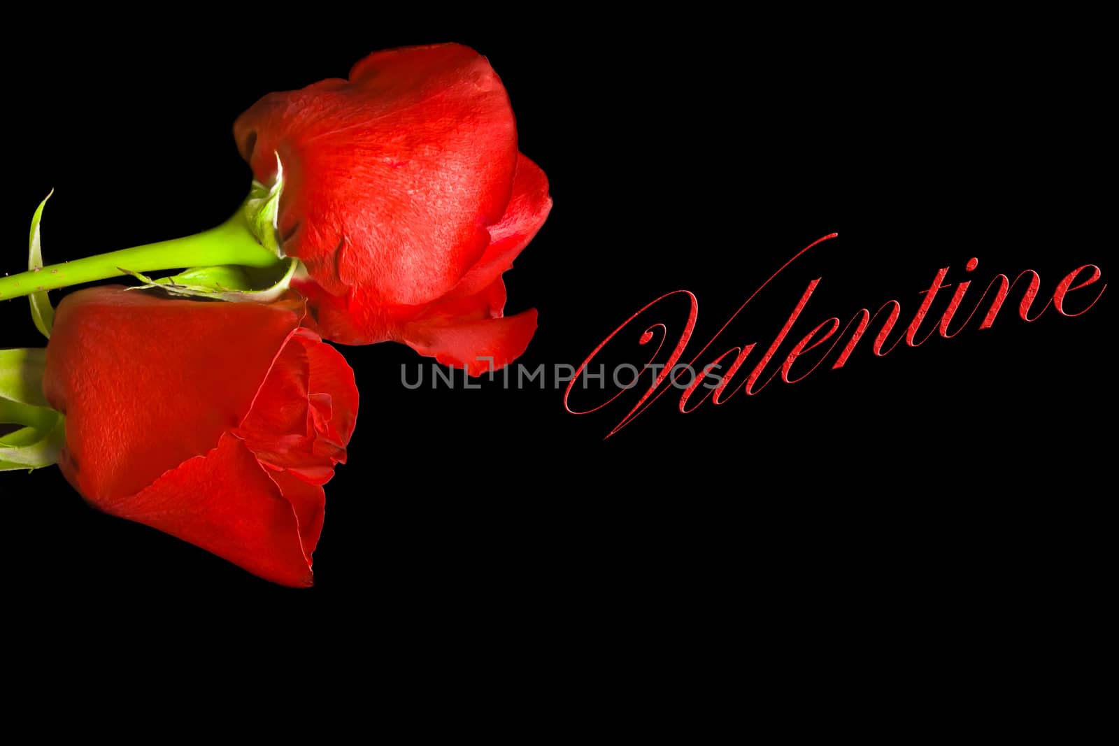 two roses on black background with space for the text