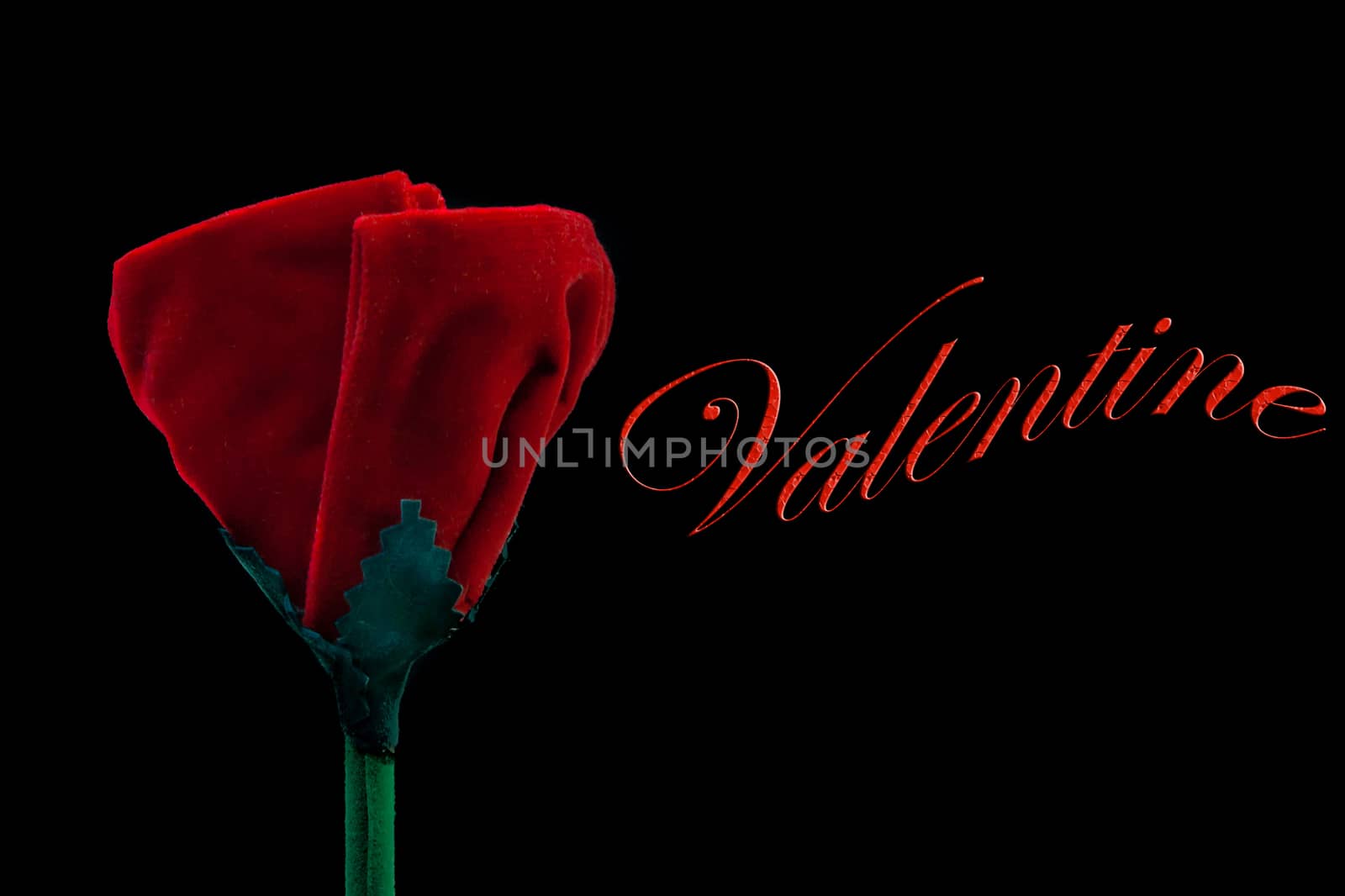 detail of velvet red rose on black background with space fo text