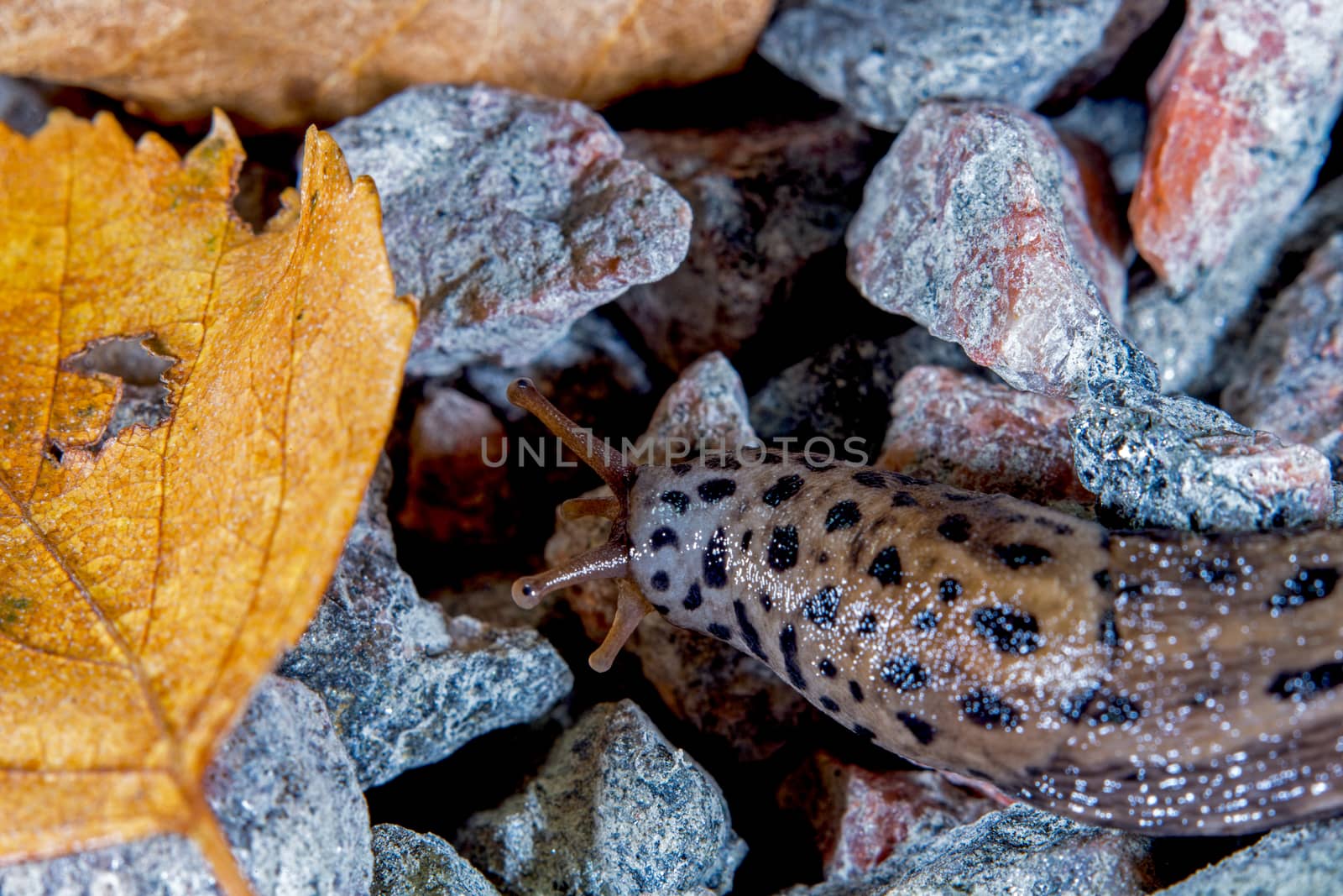 leopard slug in the fall