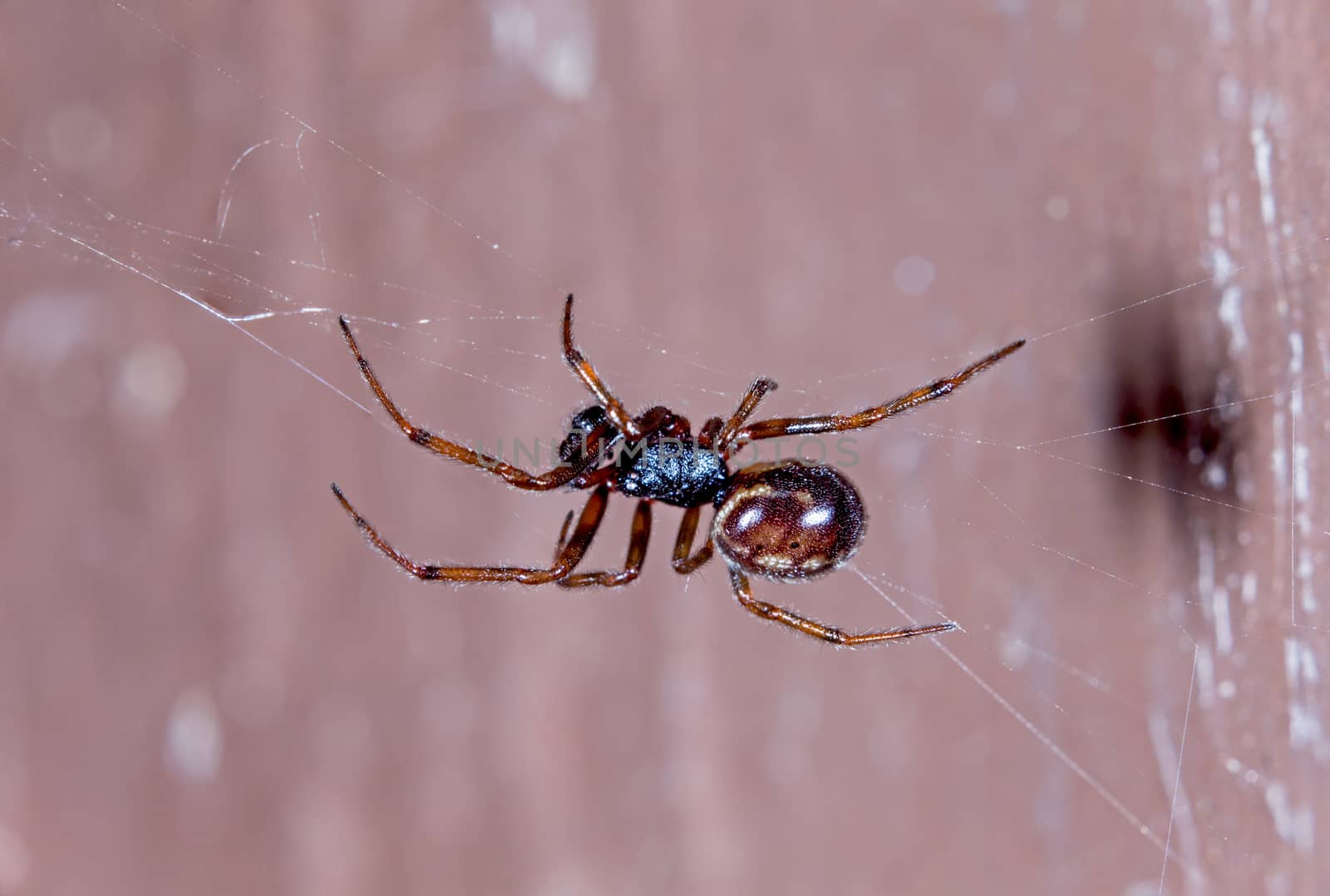 Small spider on a silk tread