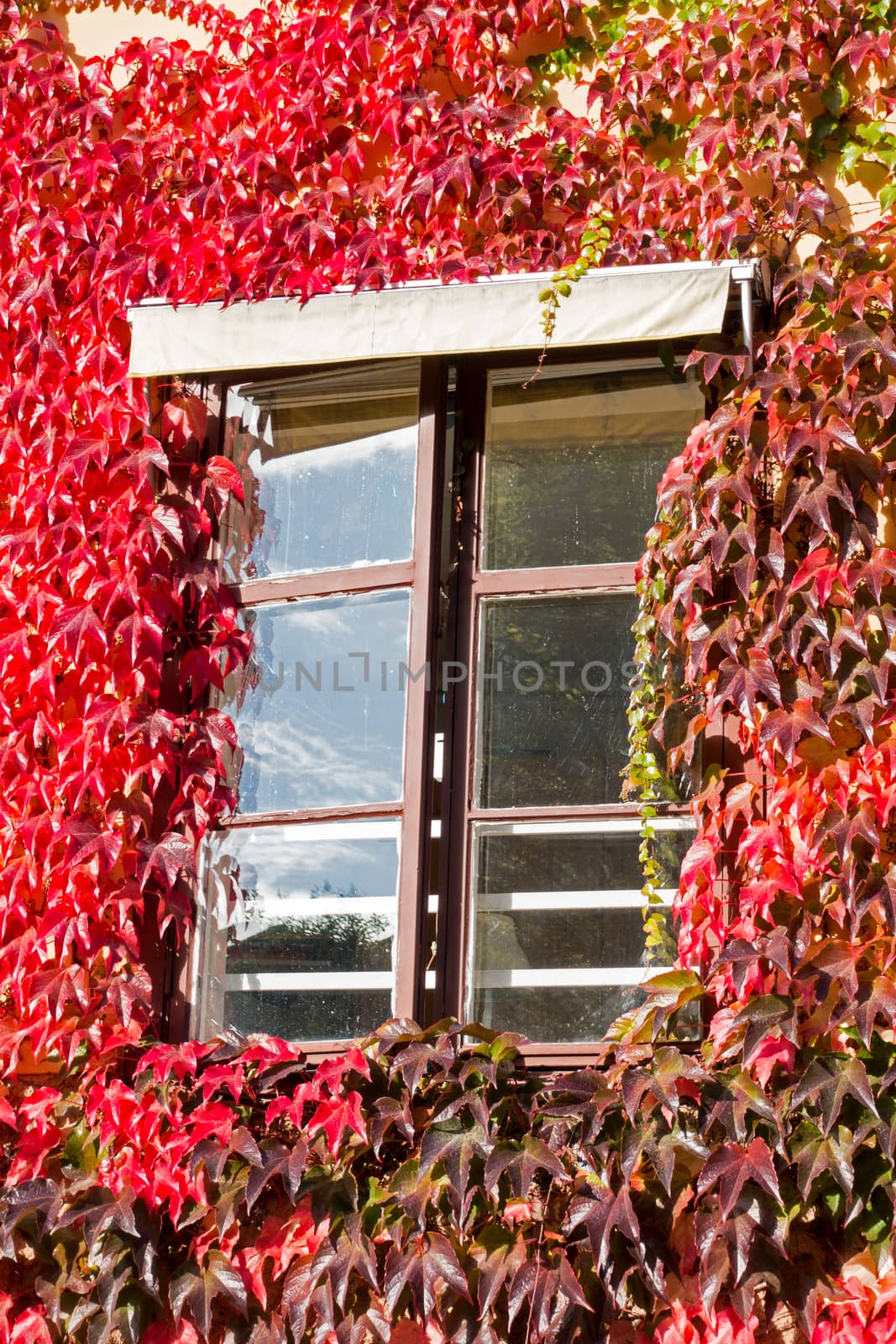 Window surrounded by leafs by thomas_males