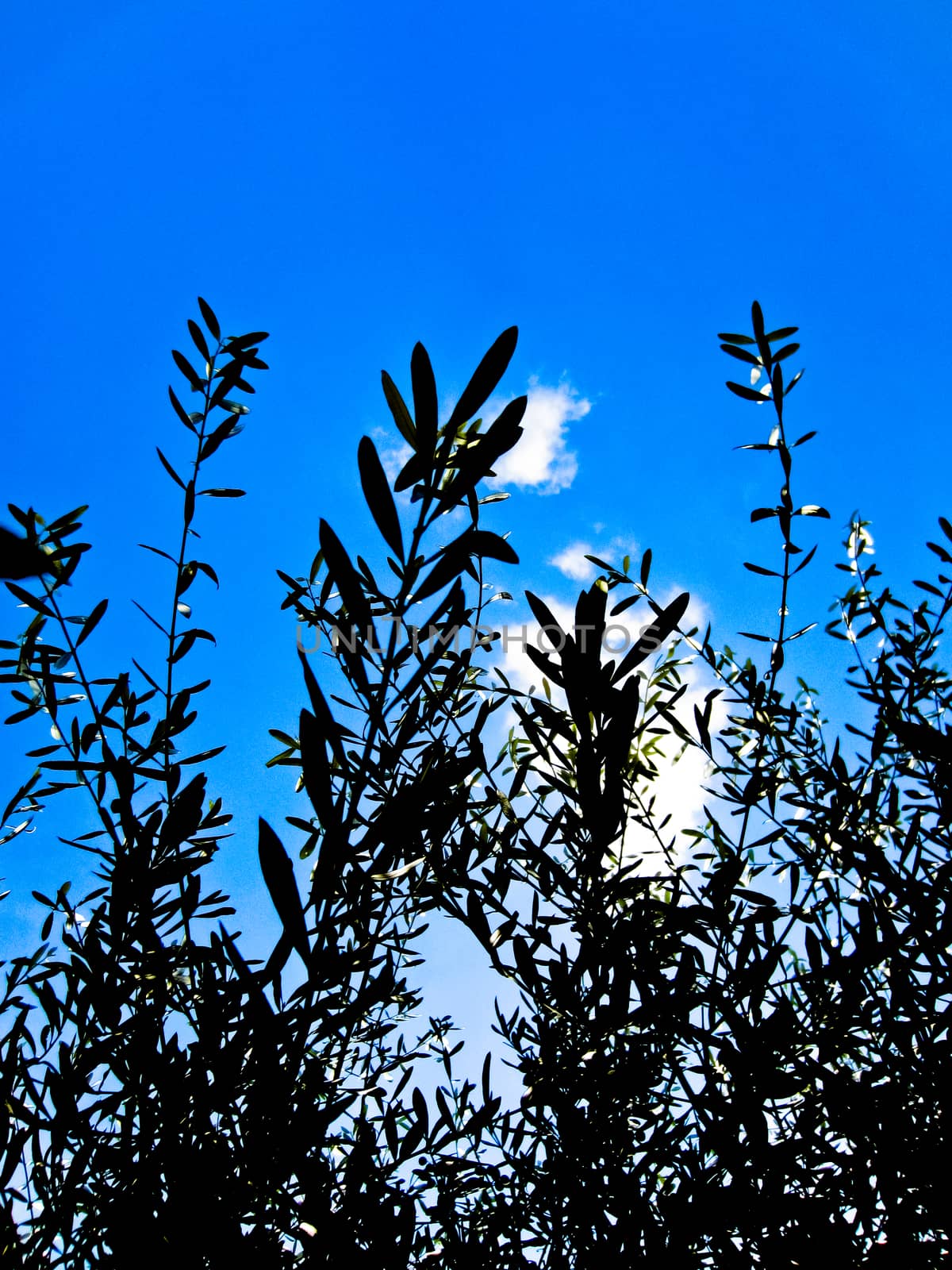 silhouette olive branches with the sky background