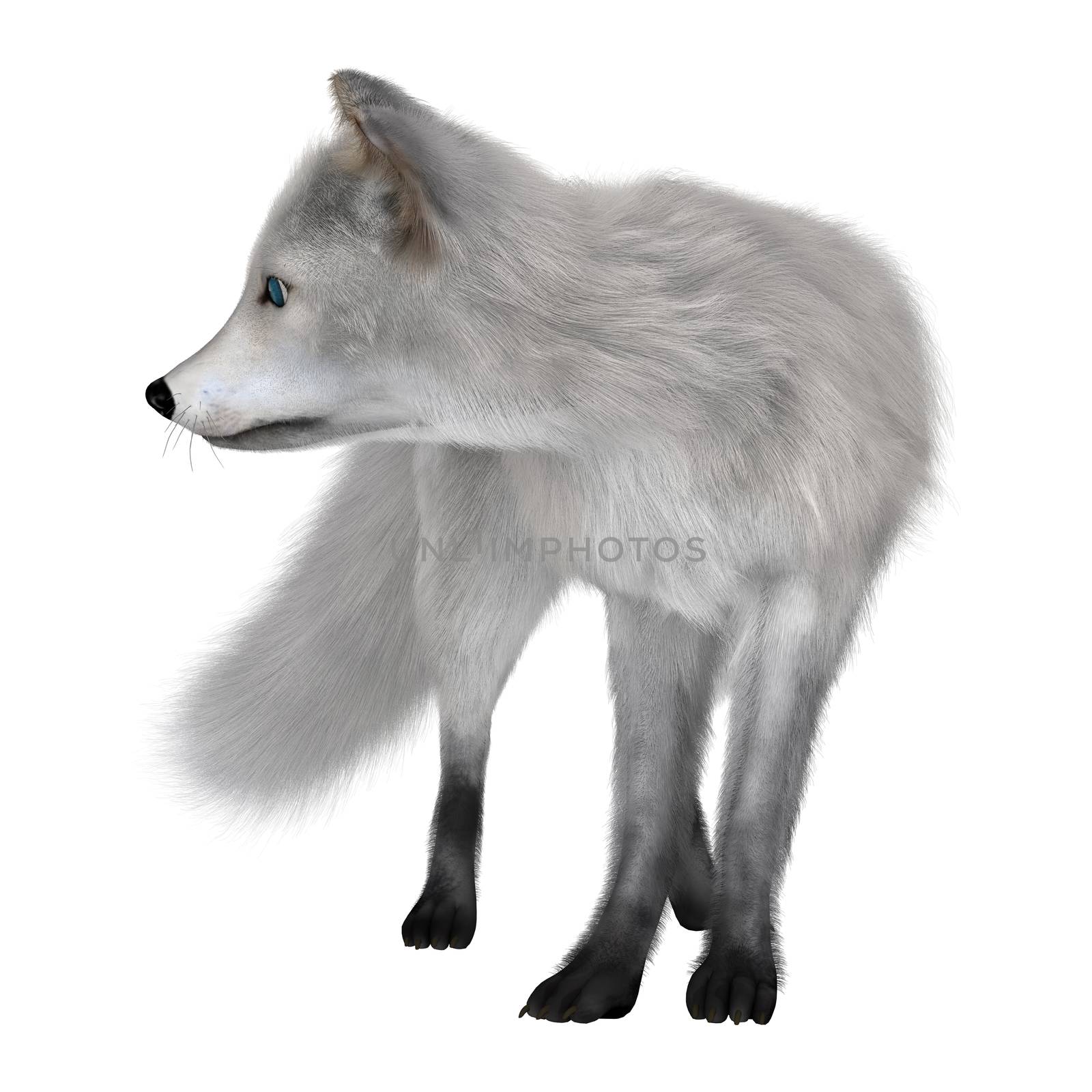 3D digital render of an arctic fox isolated on white background