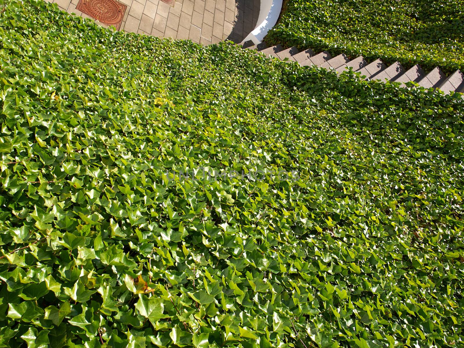 Ground small hill covered completely with lush green ivy 