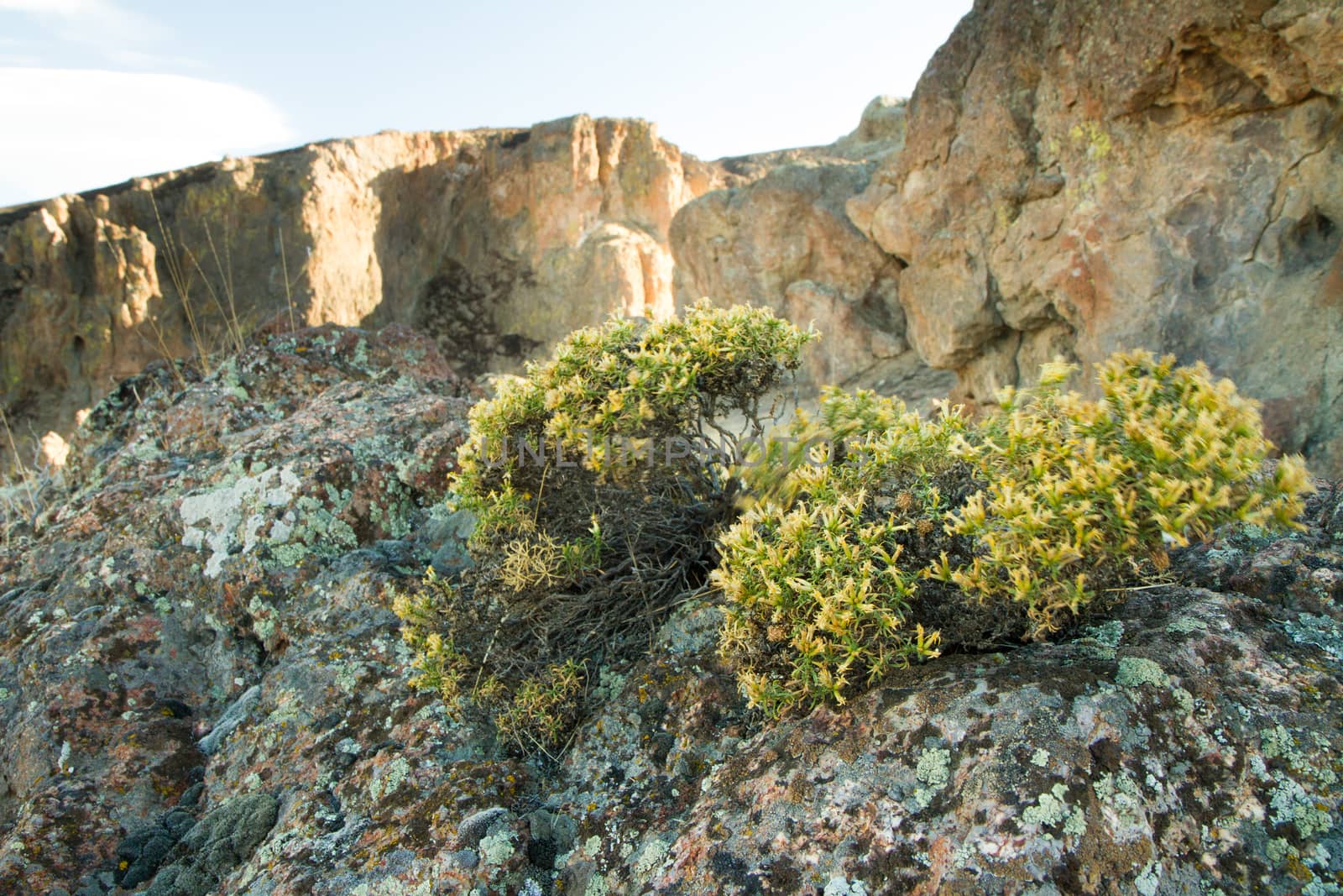 Plants sprouting from the rocks in the moutains