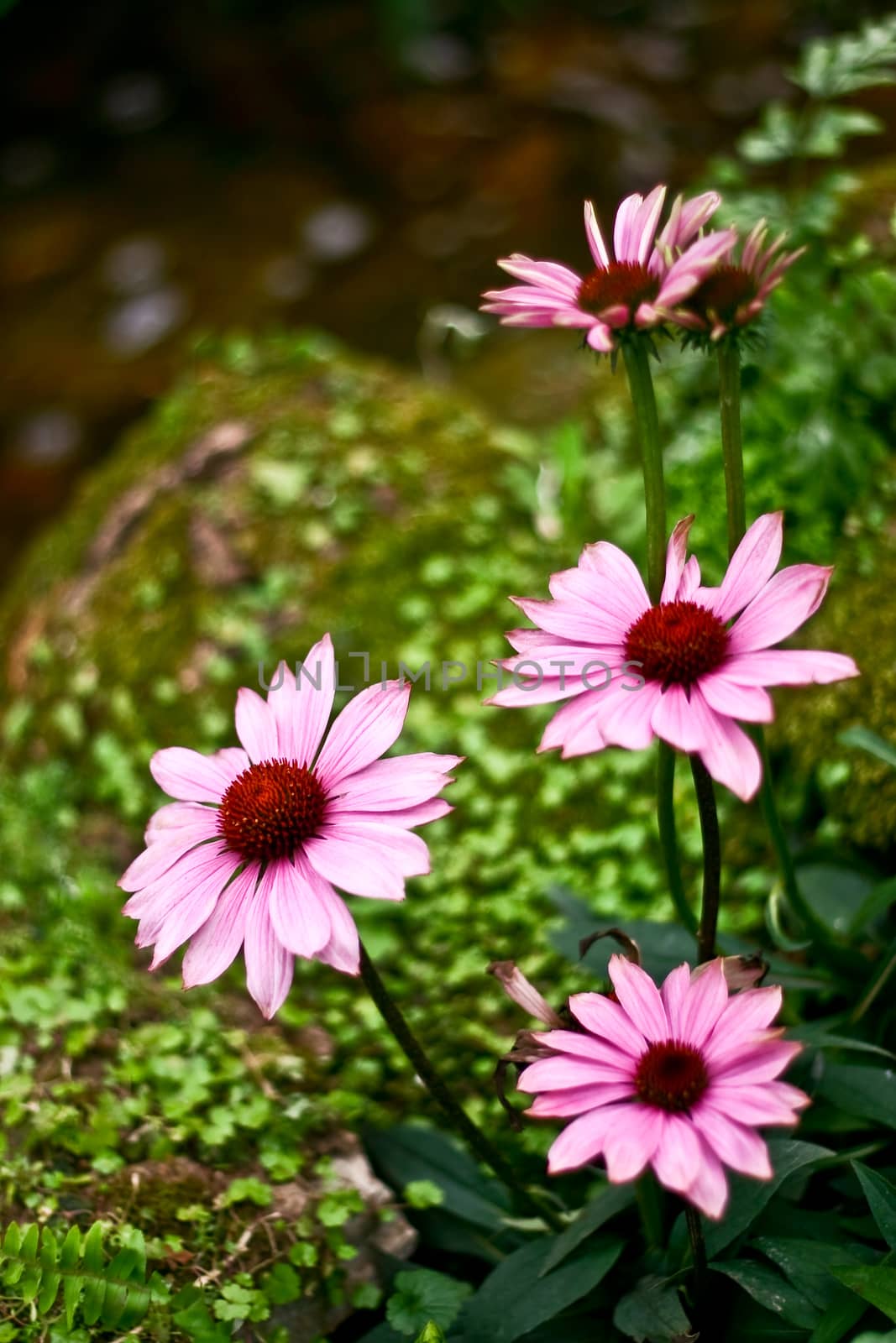 Flowers with leaves and blur background