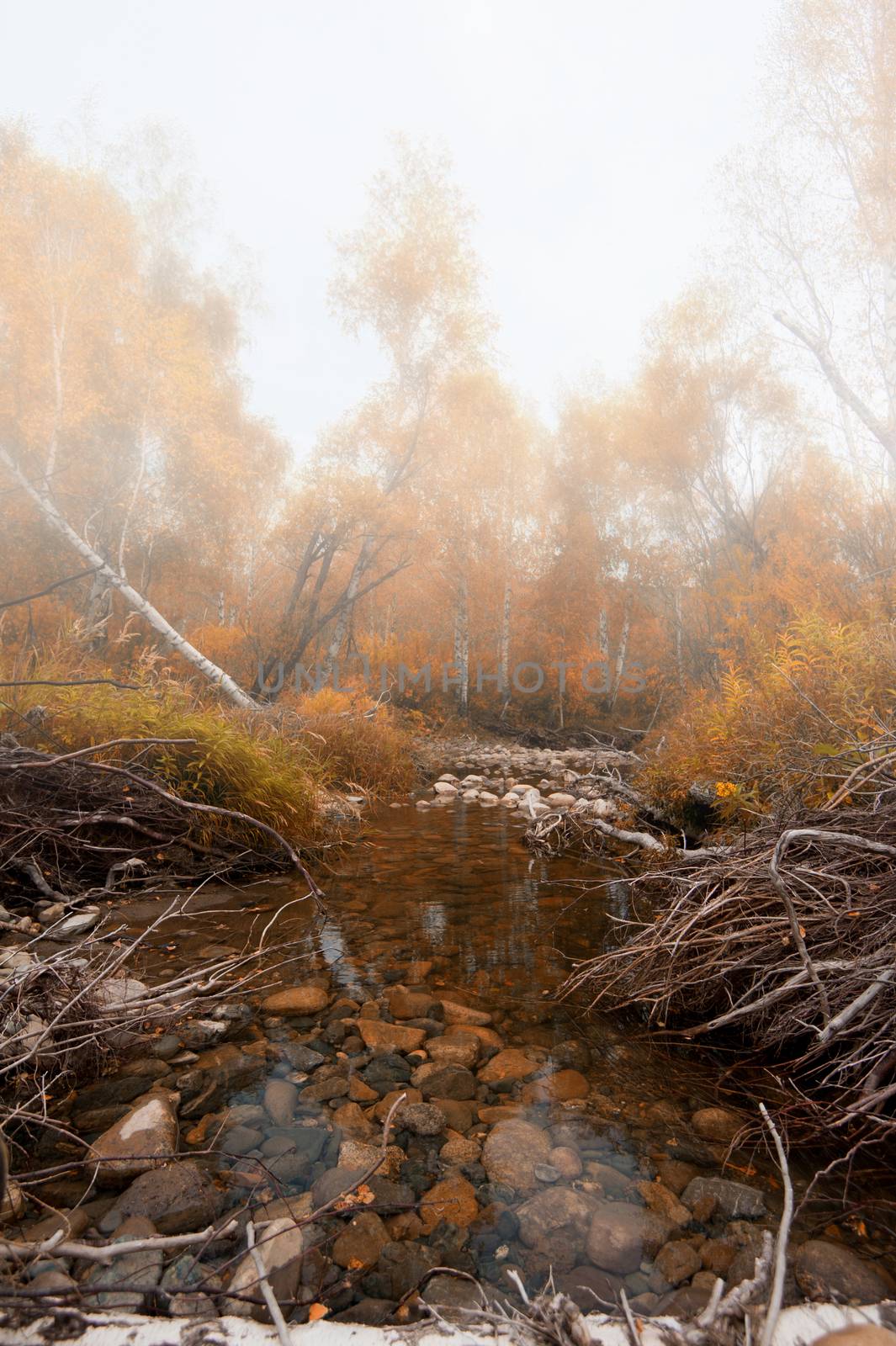 Autumn river at beauty morning  with fog