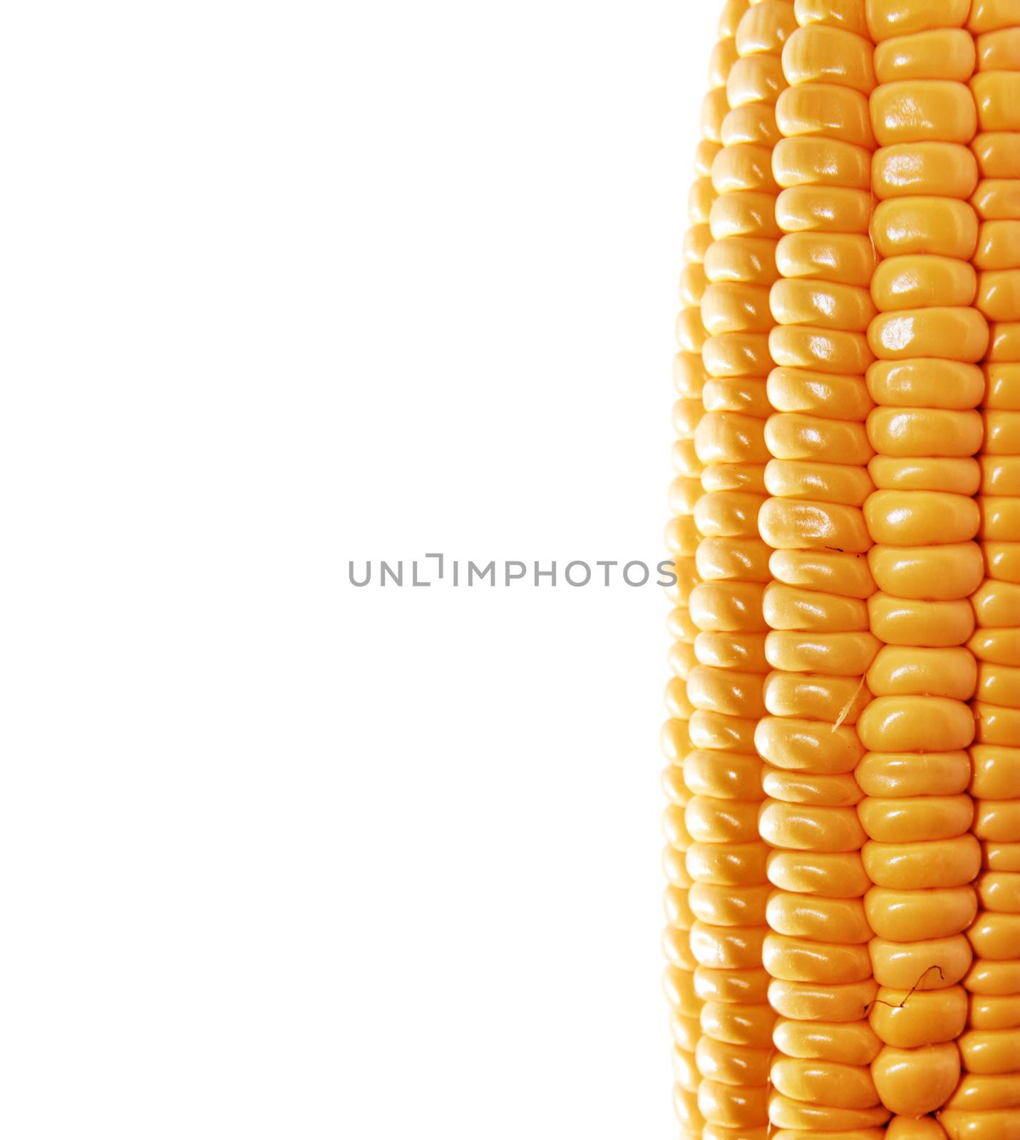 yellow ear of corn isolated on a white background