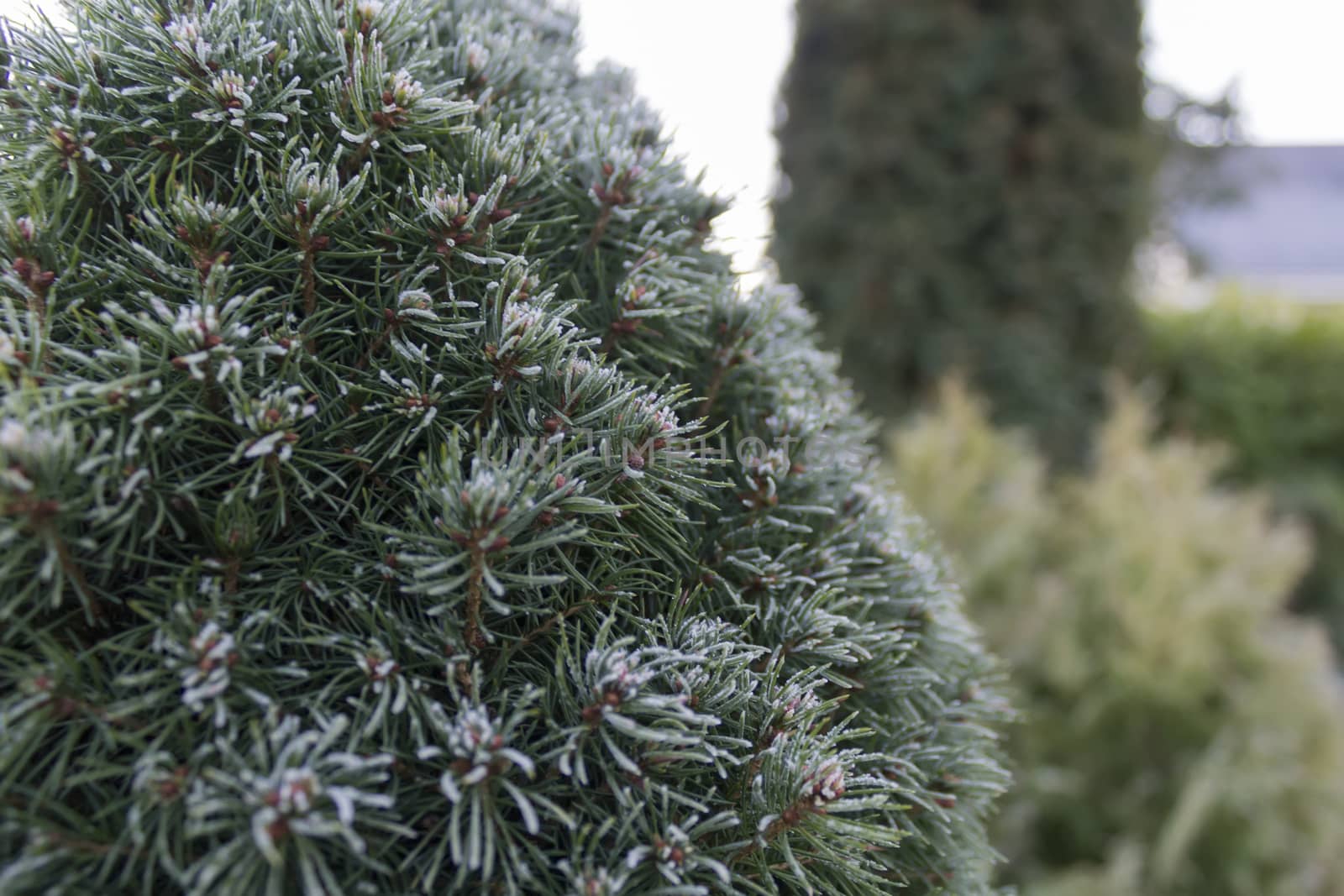 Needles of frosty green conifer tree, covered with ice.