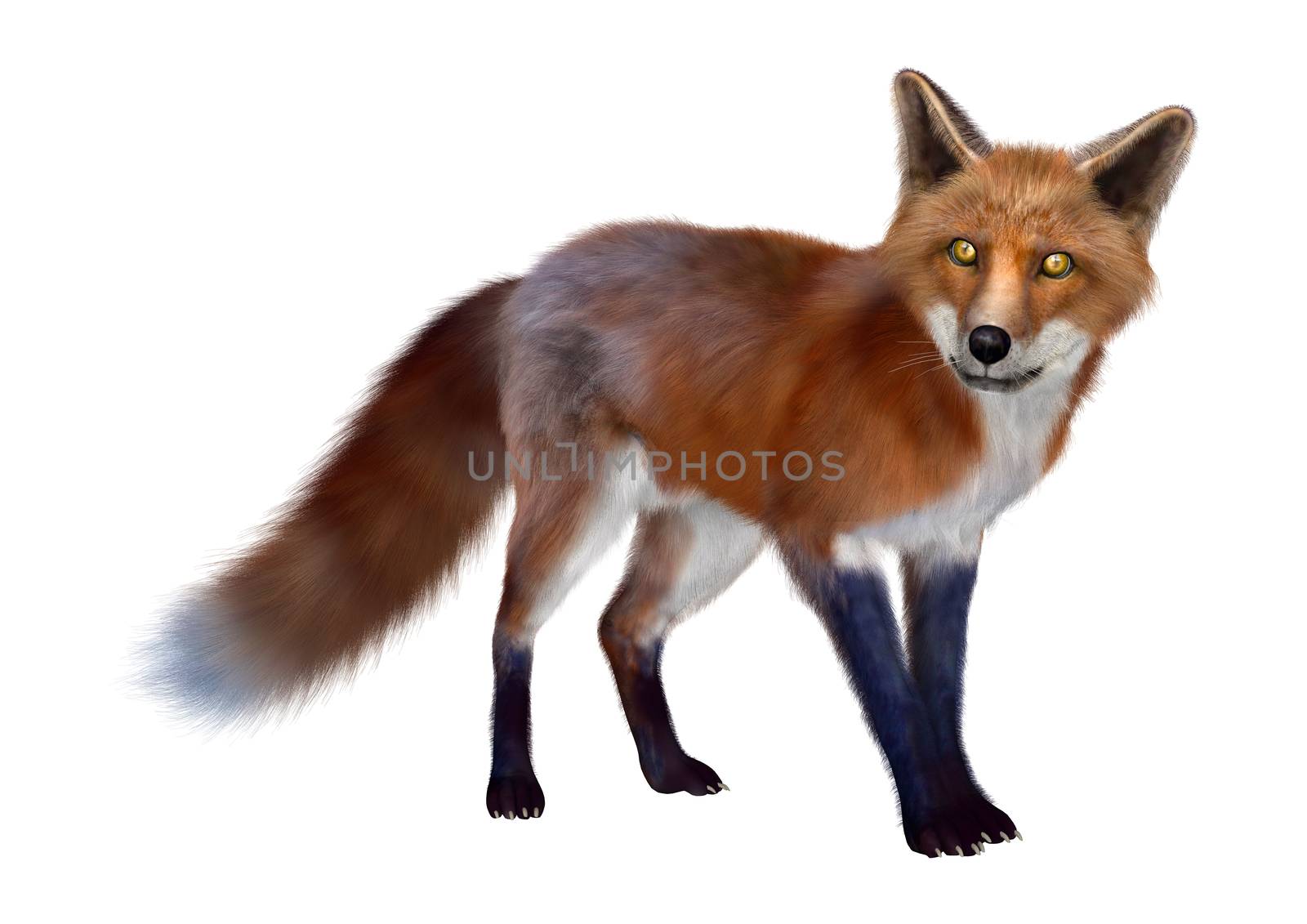 3D digital render of a red fox isolated on white background