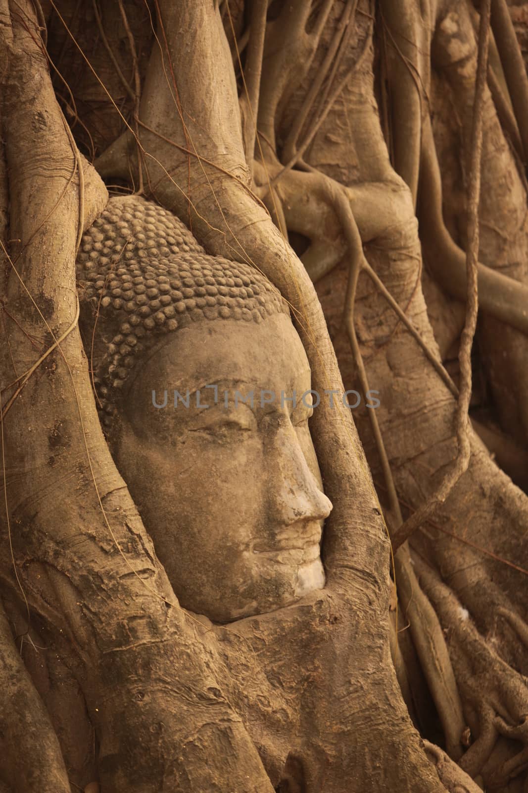 the stone head at the Wat Phra Mahathat in the city of Ayutthaya north of bangkok in Thailand in southeastasia.