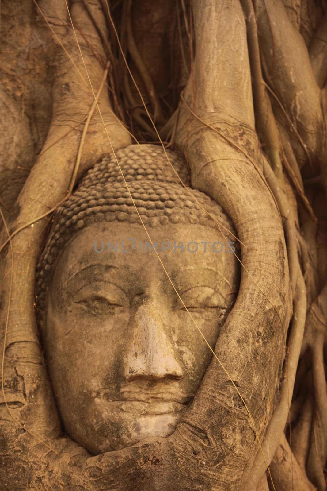 the stone head at the Wat Phra Mahathat in the city of Ayutthaya north of bangkok in Thailand in southeastasia.
