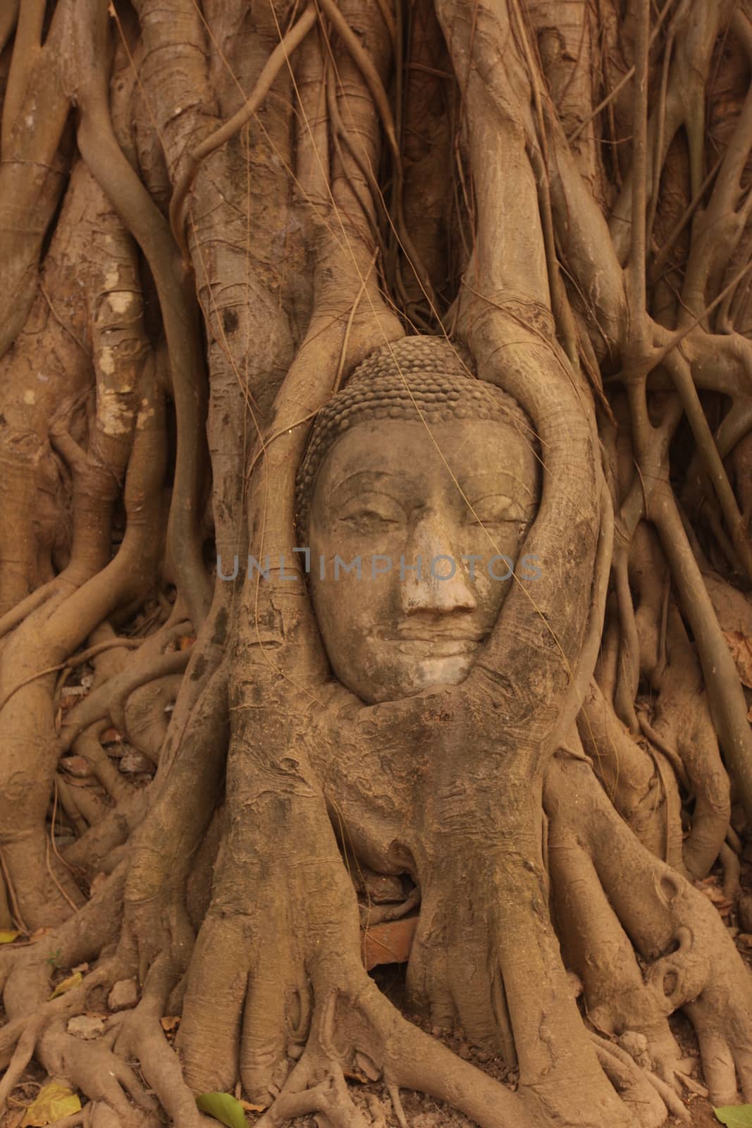 the stone head at the Wat Phra Mahathat in the city of Ayutthaya north of bangkok in Thailand in southeastasia.