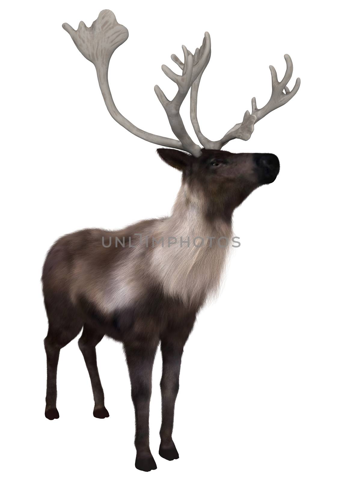 3D digital render of a caribou standing isolated on white background