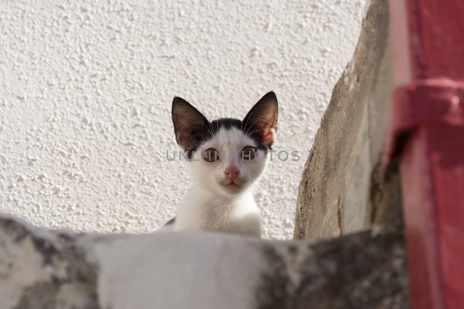 Black and white kitten sitting on stairs by ankarb