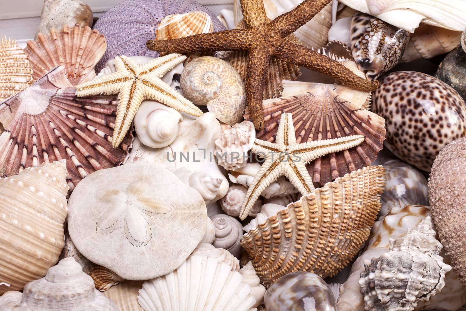 background of group of various seashells, close up