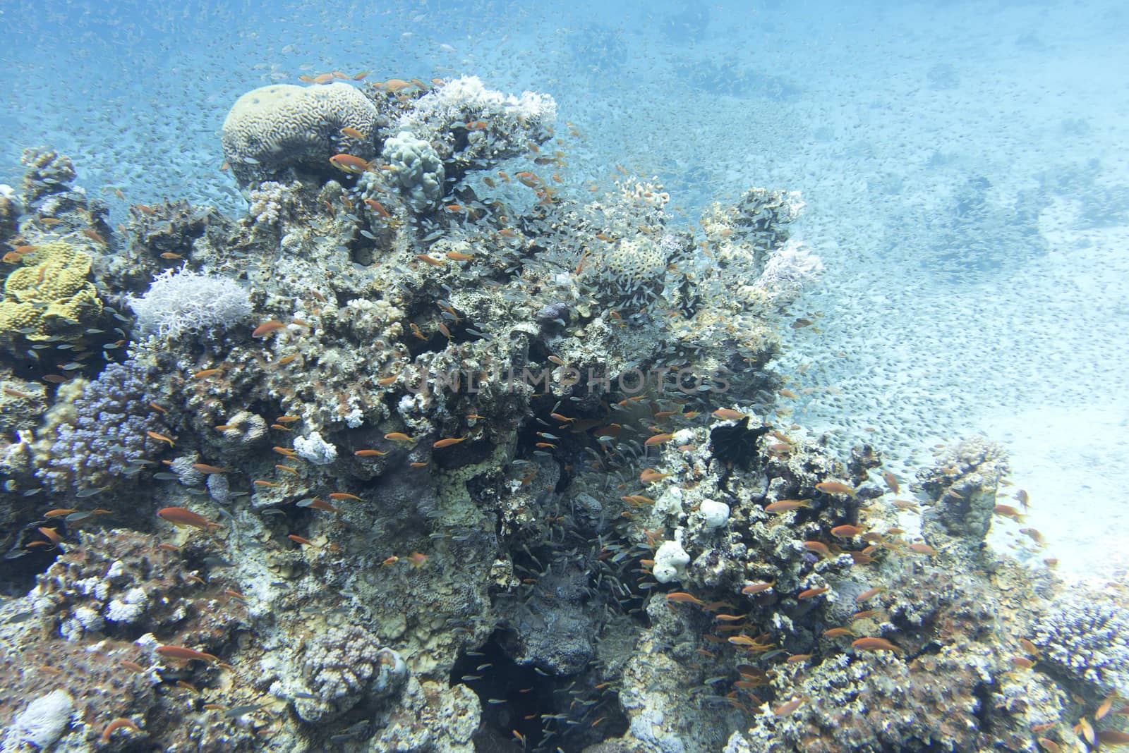 Shoal of glassfishes - Red Sea Sweepers- in tropical sea