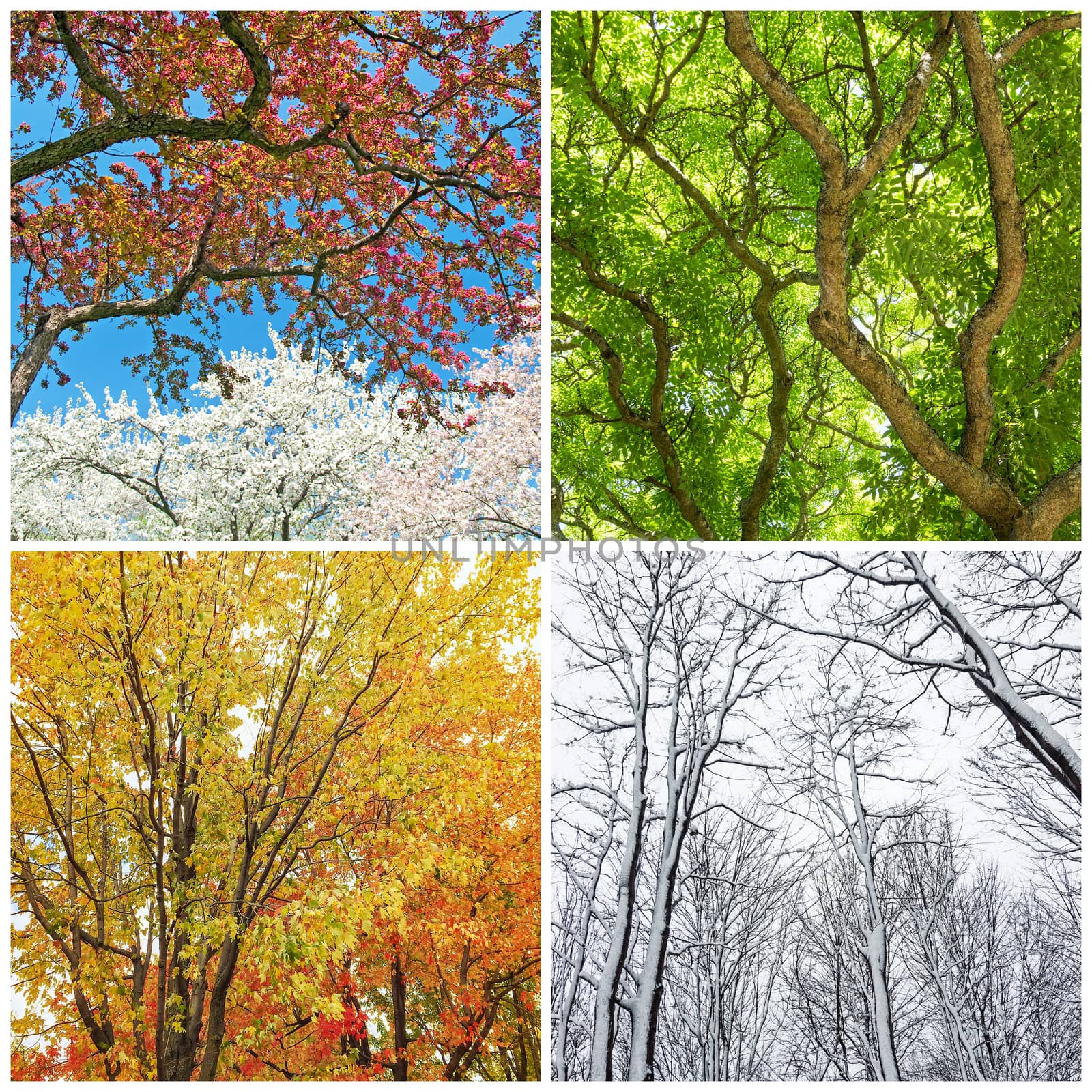 Trees in spring, summer, autumn and winter by anikasalsera