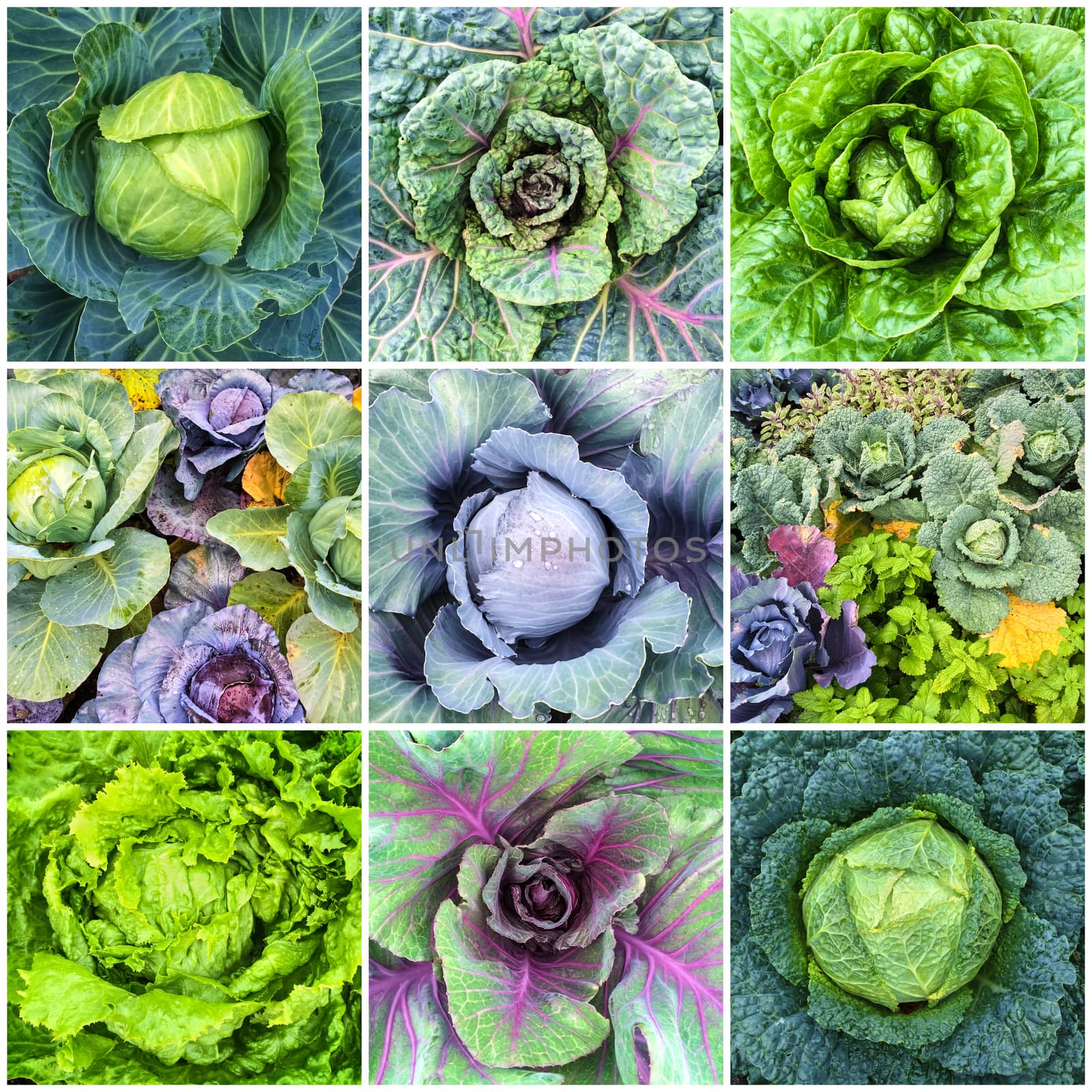 Leaf vegetables, cabbage and lettuce collage by anikasalsera