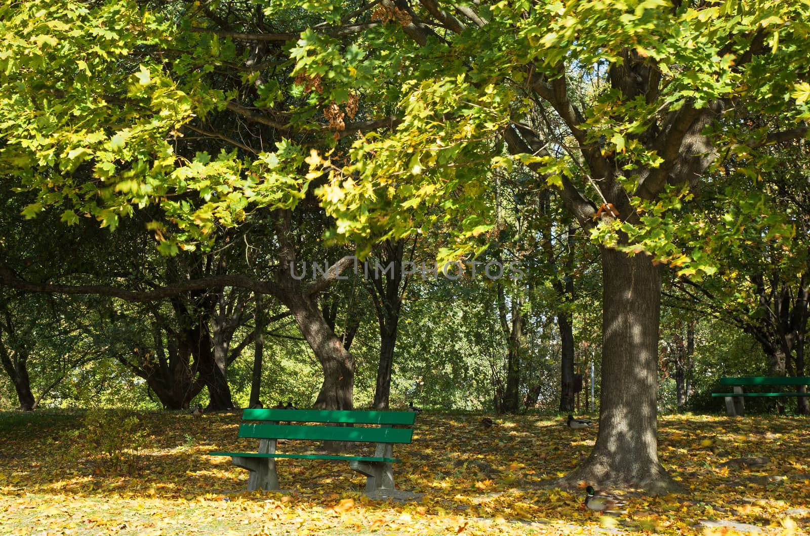 Poland.Warsaw in October.Autumn.An empty bench in the park.Horizontal view.