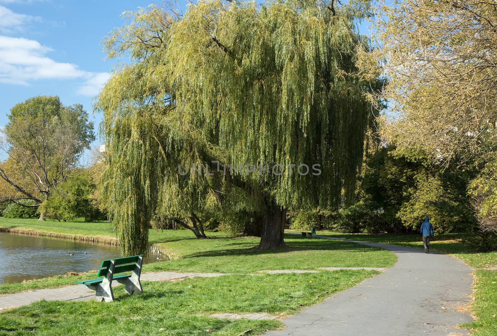 Poland.Warsaw in October.Willow tree in a park in autumn.Alley and empty bench.Horizontal.