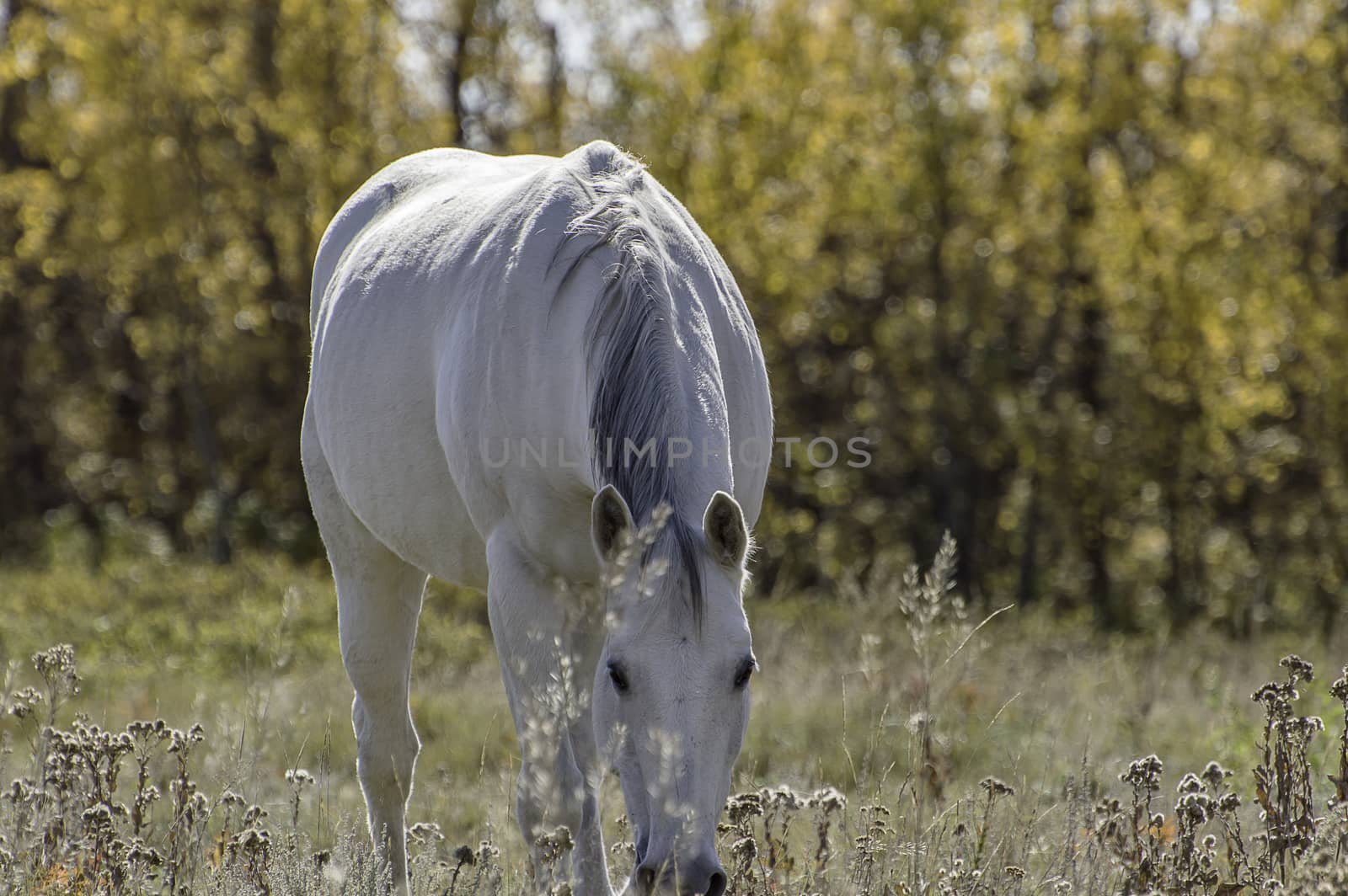 White with gray mane, a beautiful creature. Especially with the orange background provide by autumn.